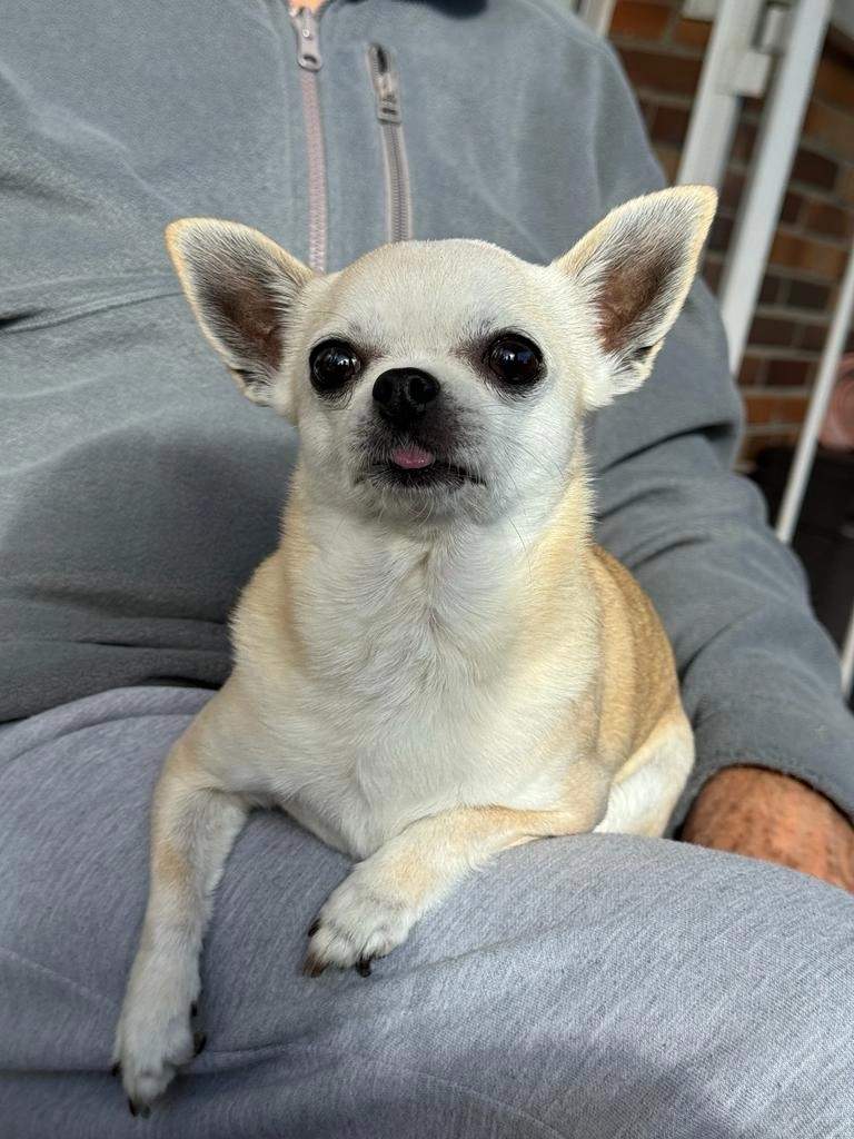 Coco - Calle de Antonio Machado 80, Villanueva de la Cañada