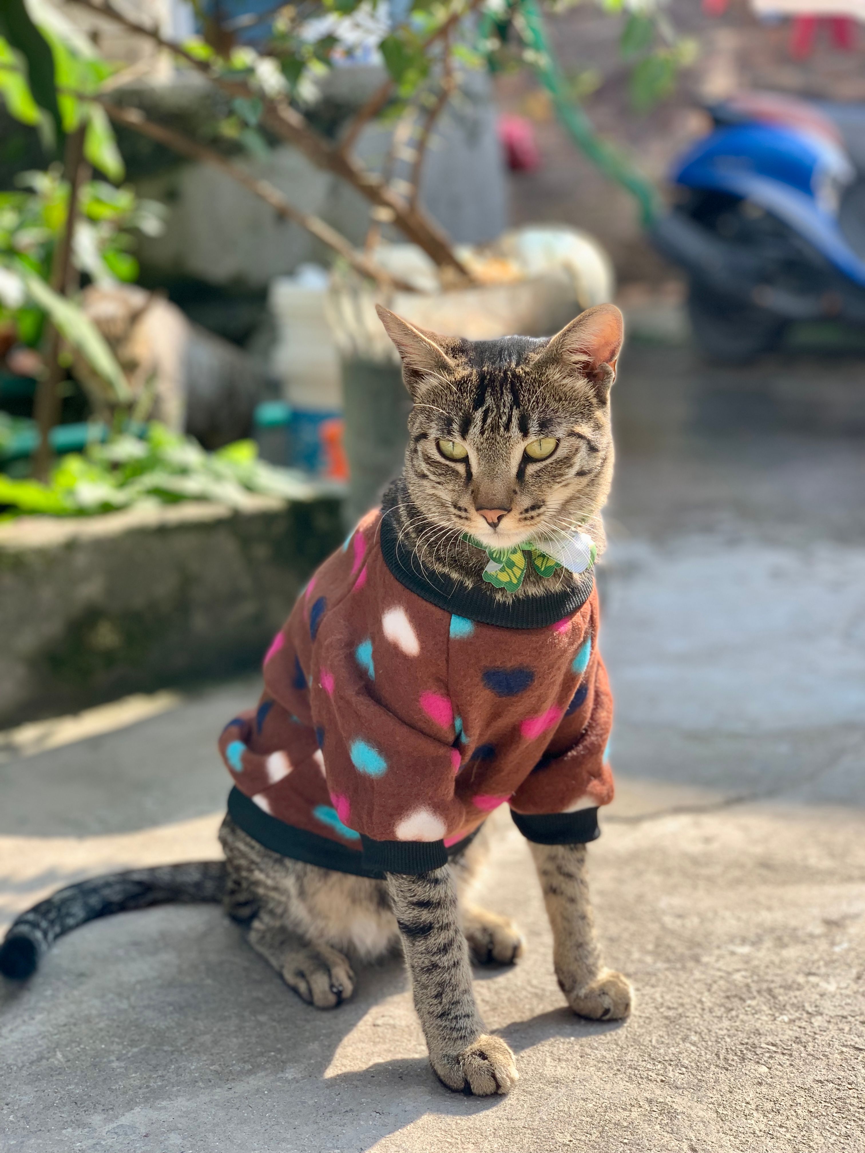 Pillu - Bakhundol, Lalitpur