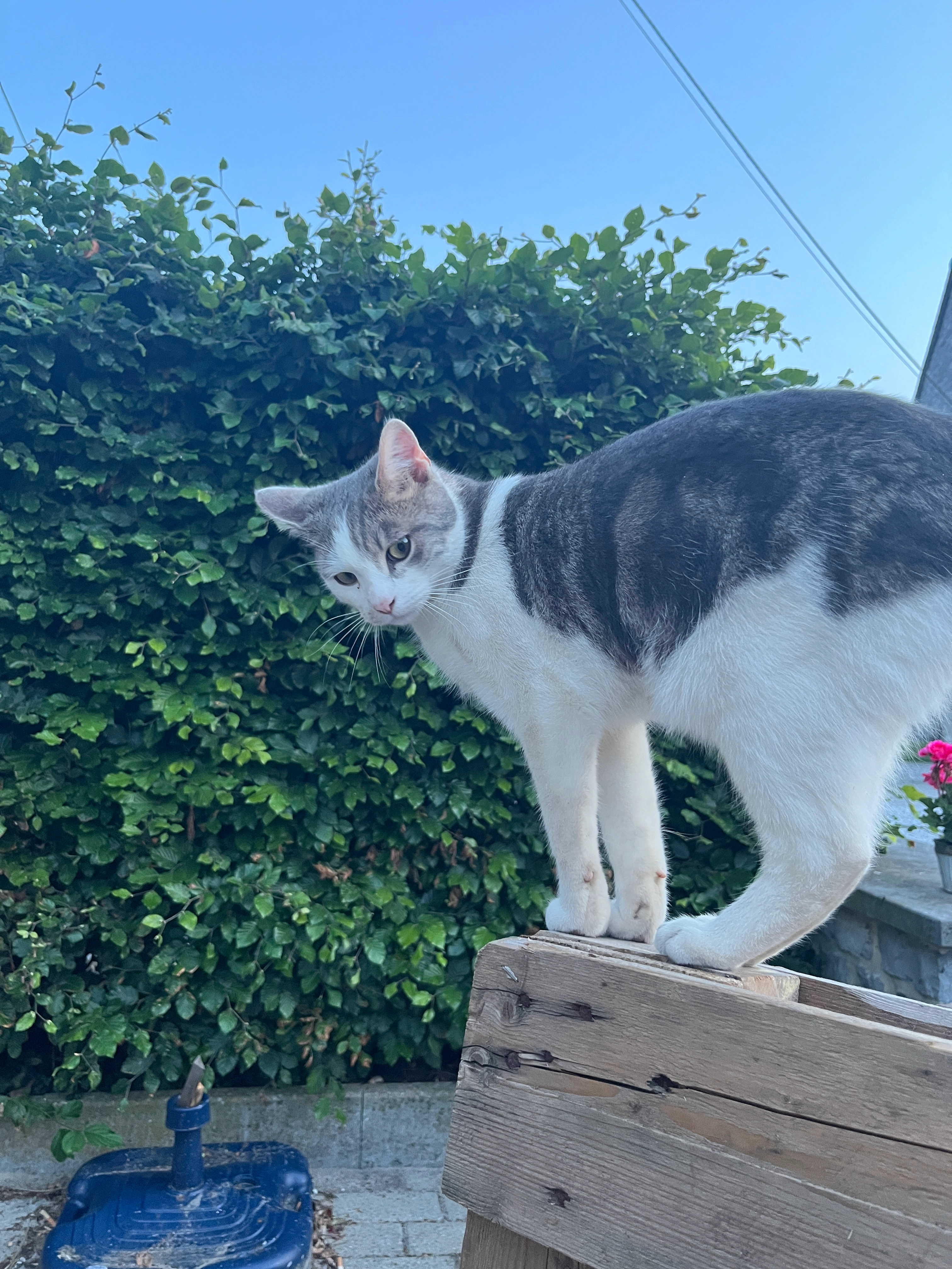 Mylo - Rue de Bossière 8, Mettet