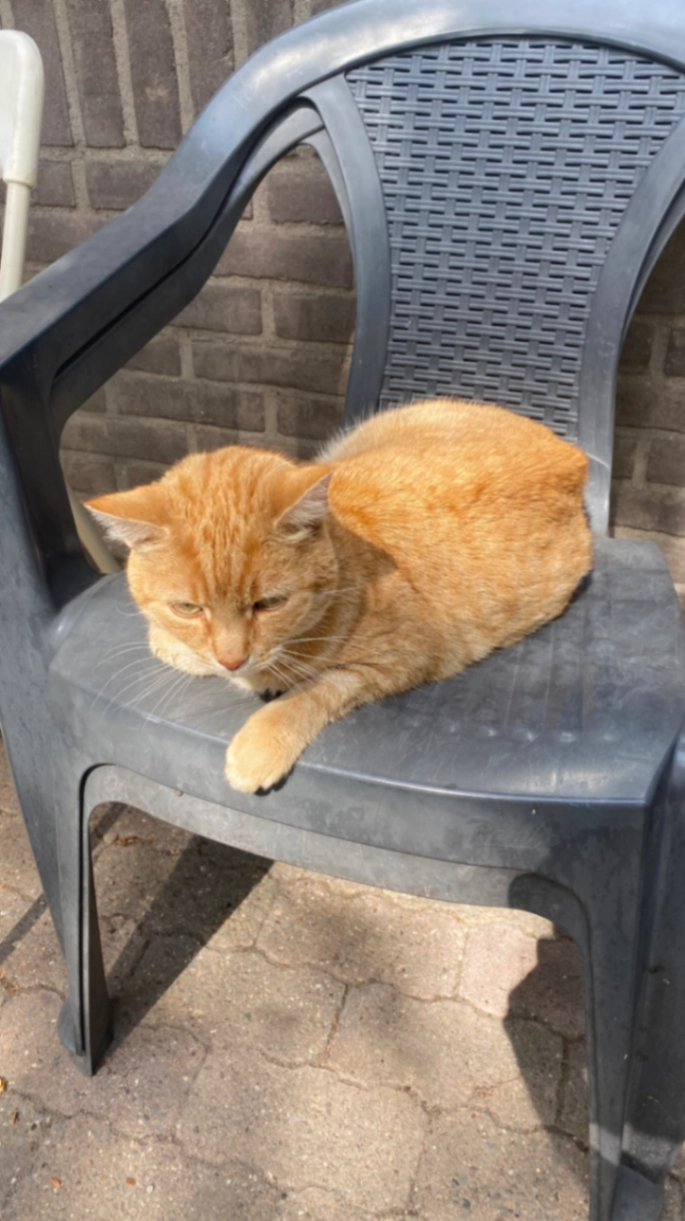 Houmous - Marijkaweg, Wageningen