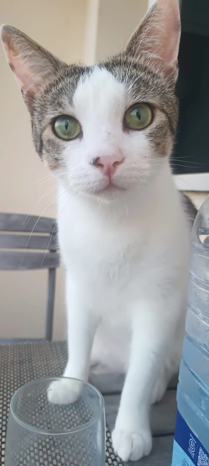 Lucas (luky) - Camí Ral De Llofriu A Regencós, Palafrugell