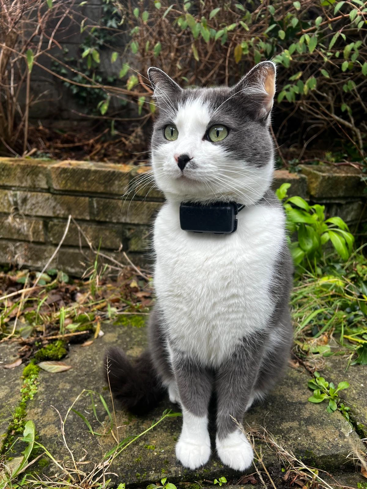 Chico - Lansdowne Park, Dublin