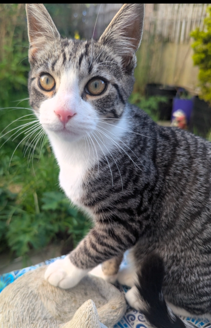 Leo - Ashton Close, Redruth