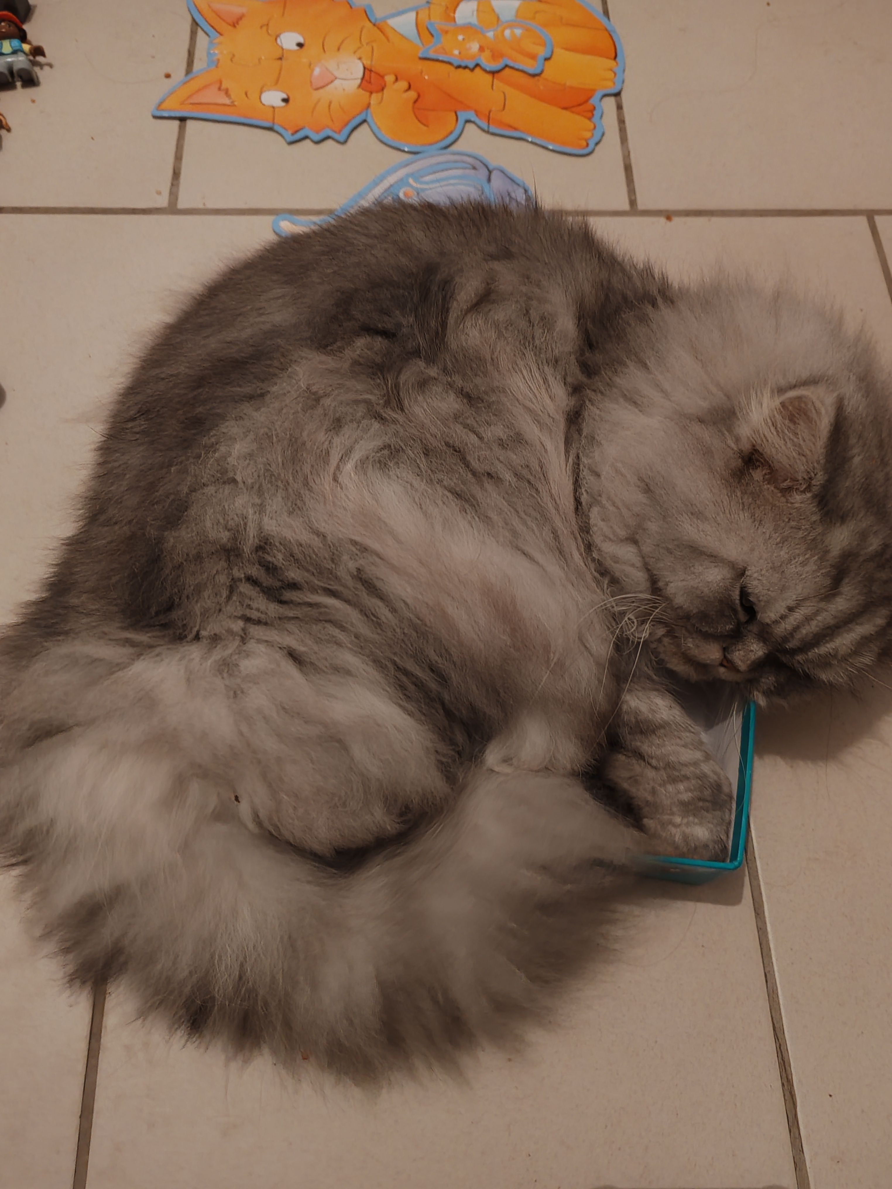 Rio - 111 Rue de Lille, Festubert