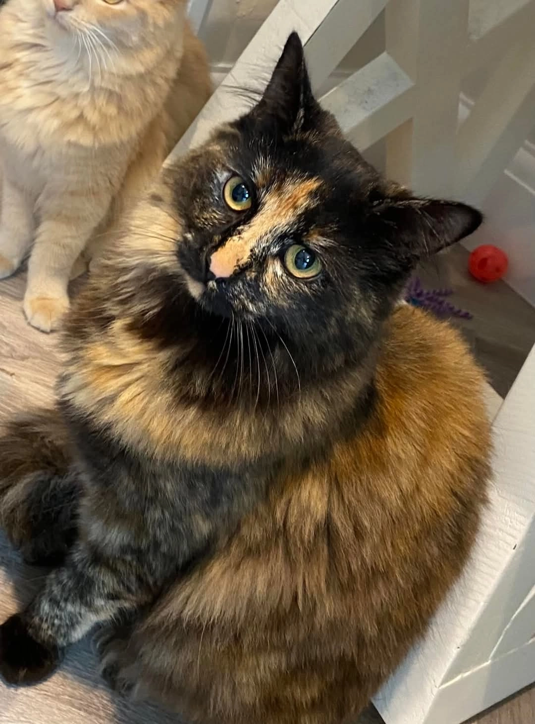 Pickle - Stonecrop Close, Broadstone