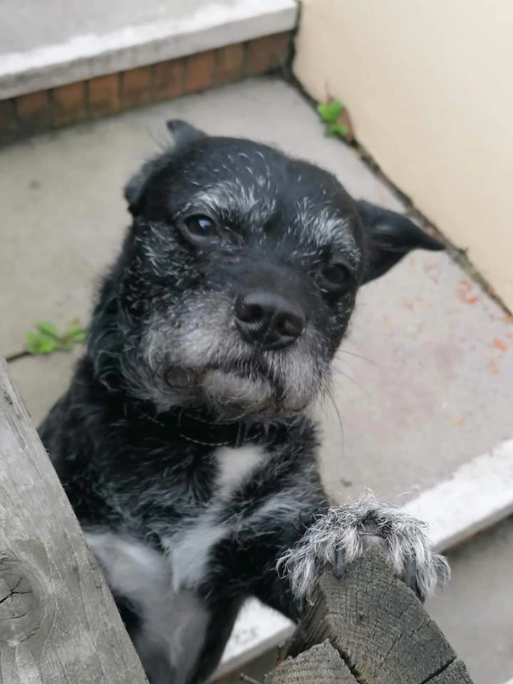 Rascal  - Fagwr Isaf, Craig-cefn-parc