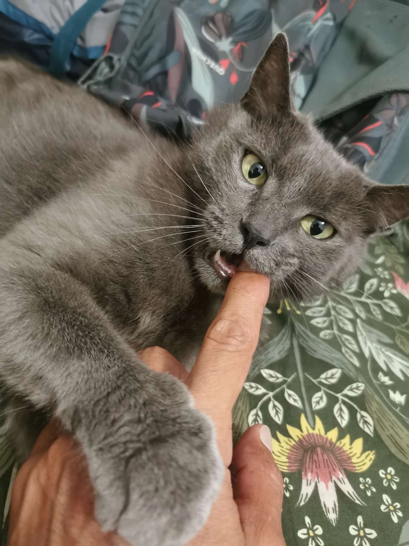 Tawa - Auby-sur-Semois, Bertrix