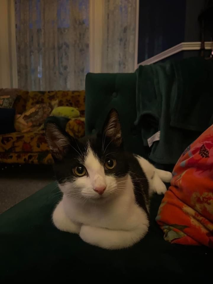 Bosch - Mackinlay Place, Kilmarnock