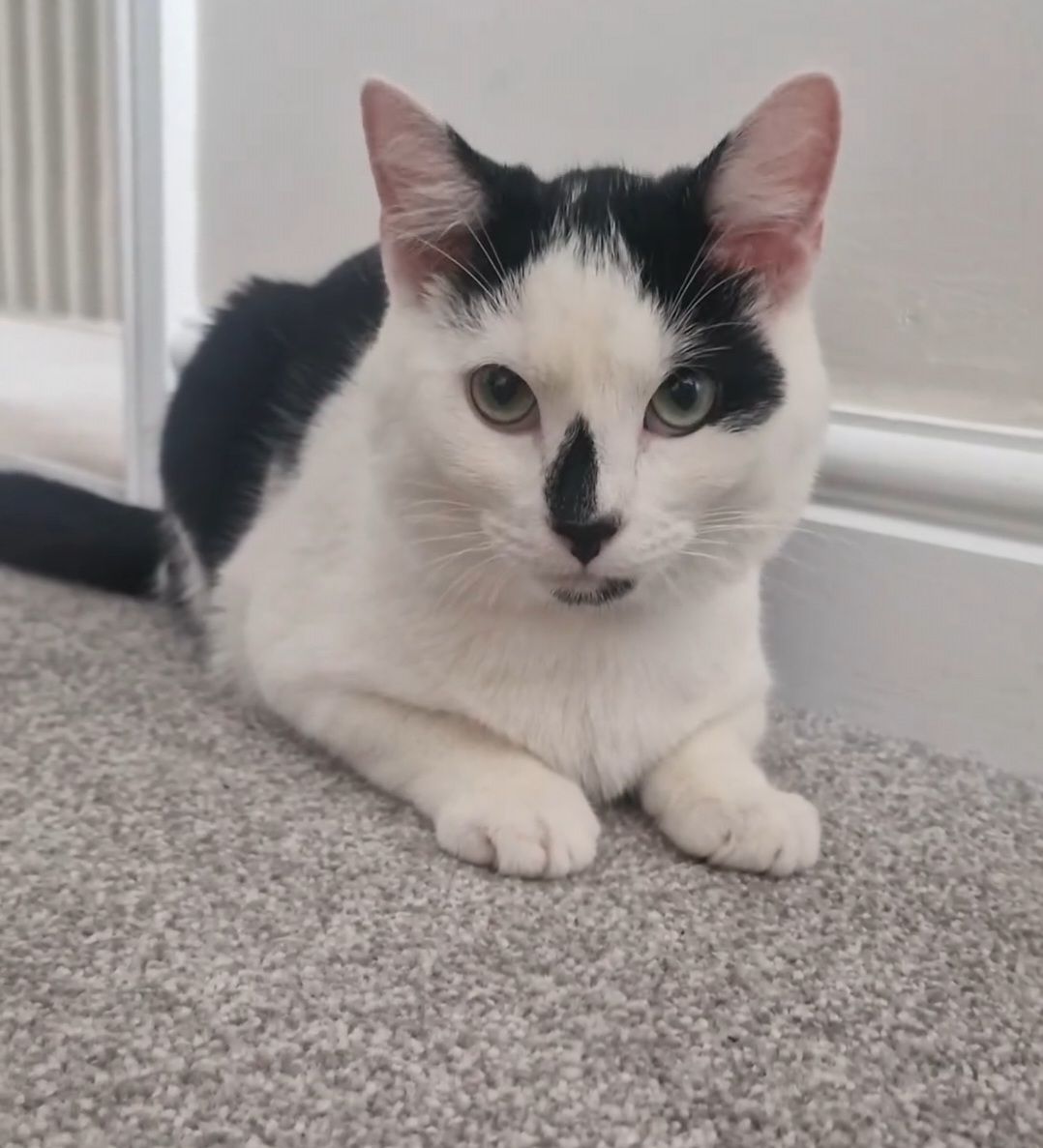 Oreo - Allmand Drive, Folkestone