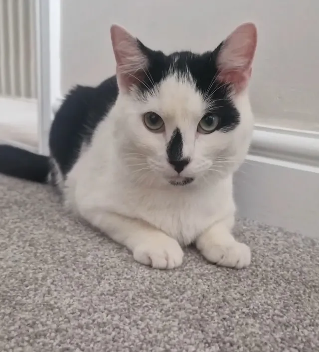Oreo - Allmand Drive, Folkestone