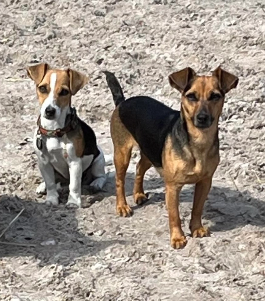 Patsy en Mellie - Veenhuizerweg, Putten