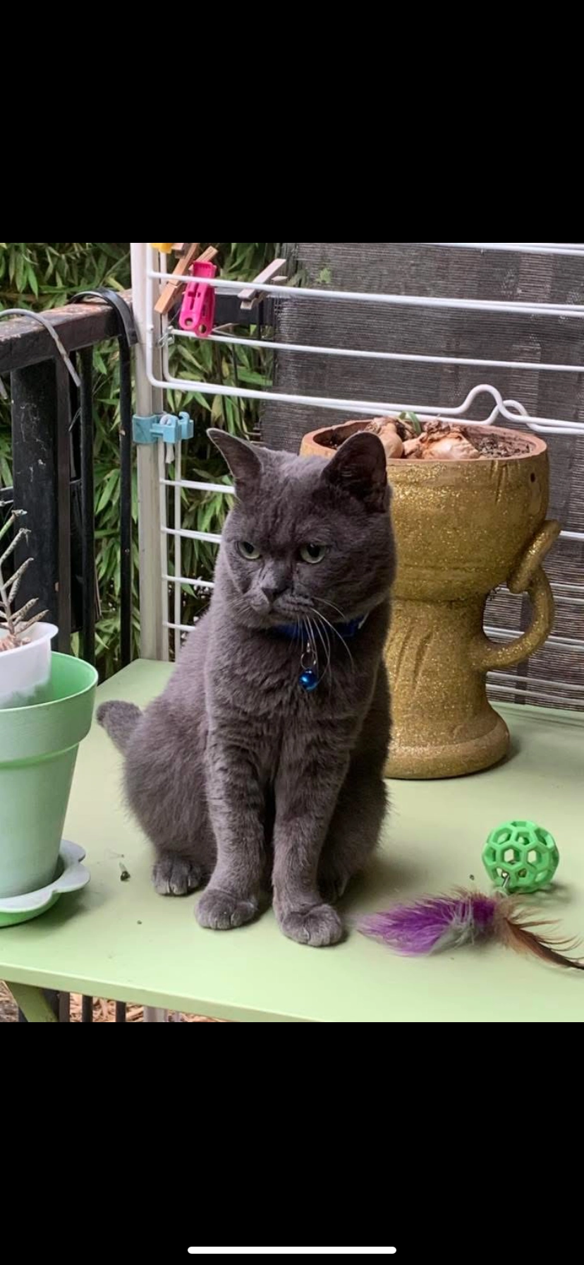 Totox - Avenue du Campon, Le Cannet