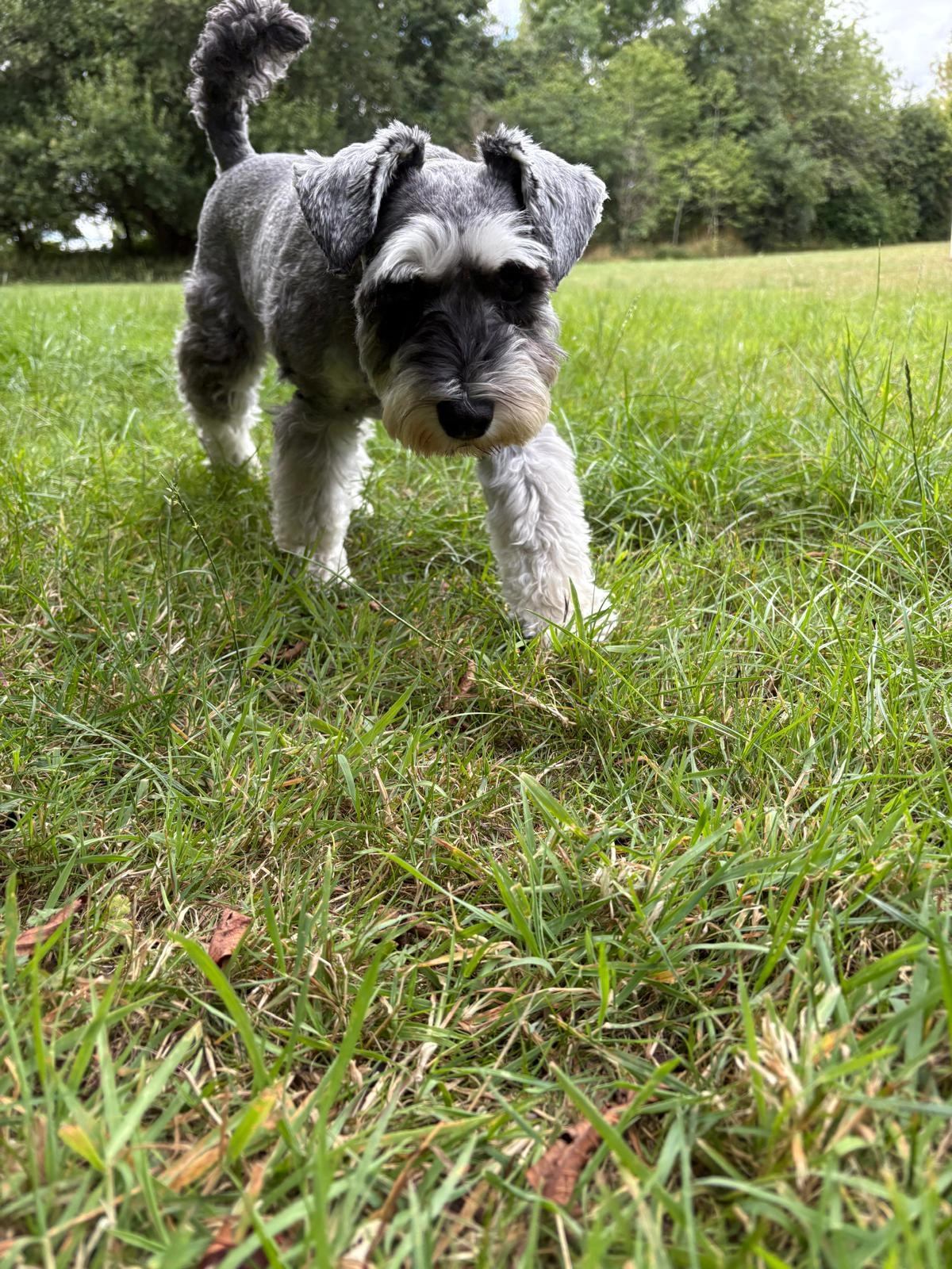 Peggy - Mayfield Drive, Reading