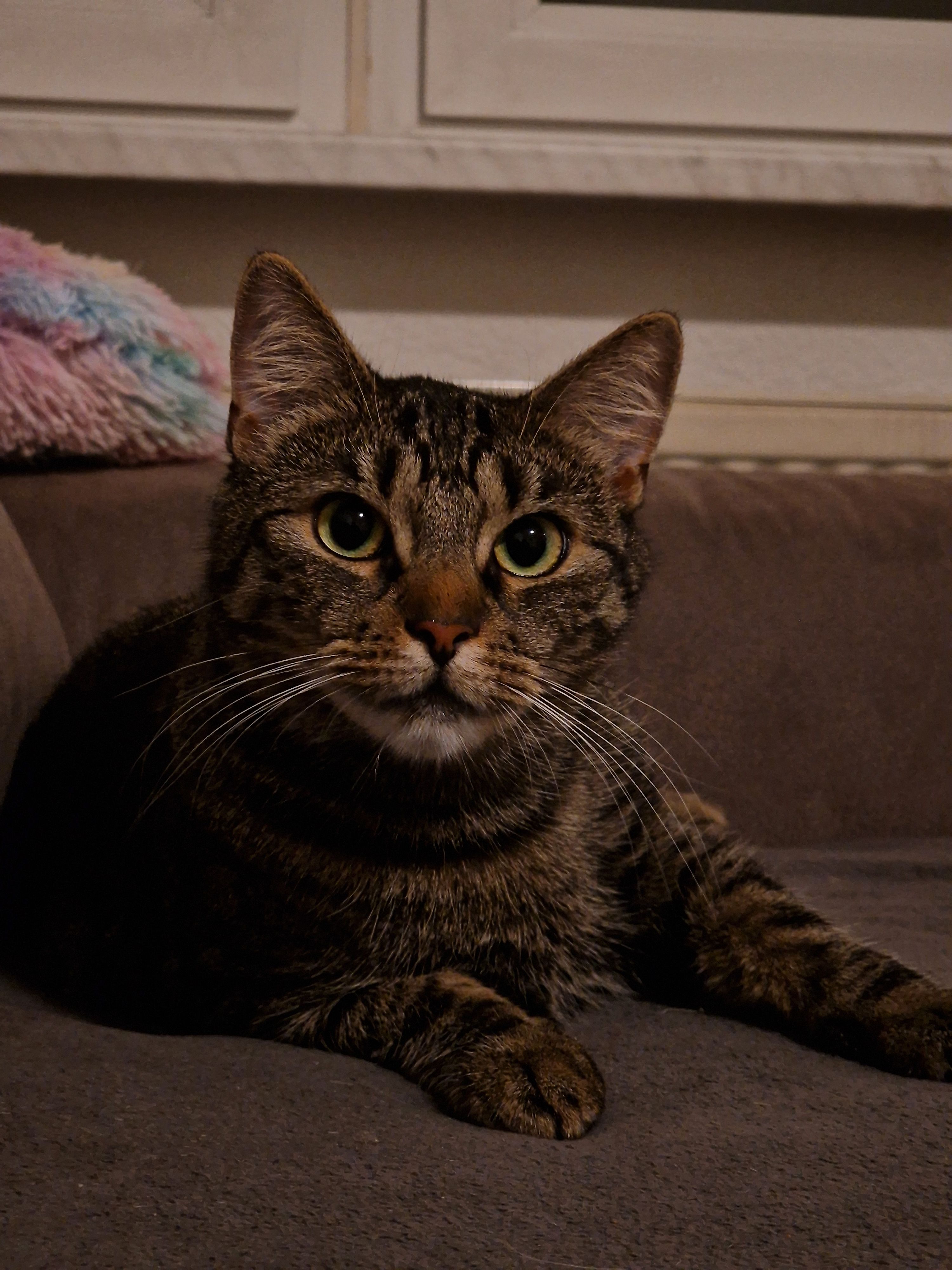 Maja - Wiesenstraße, Halle