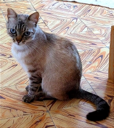 Paula - Lindenstraße, Lewitzrand