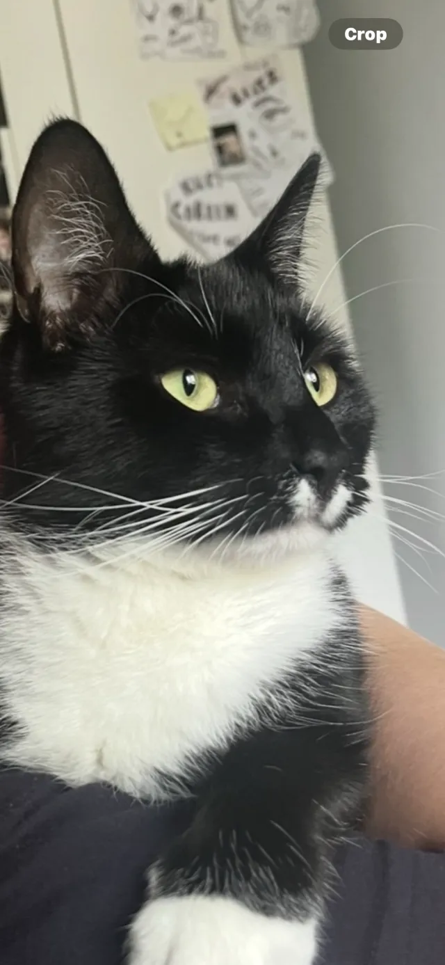 Luna - Leighswood Avenue, Walsall
