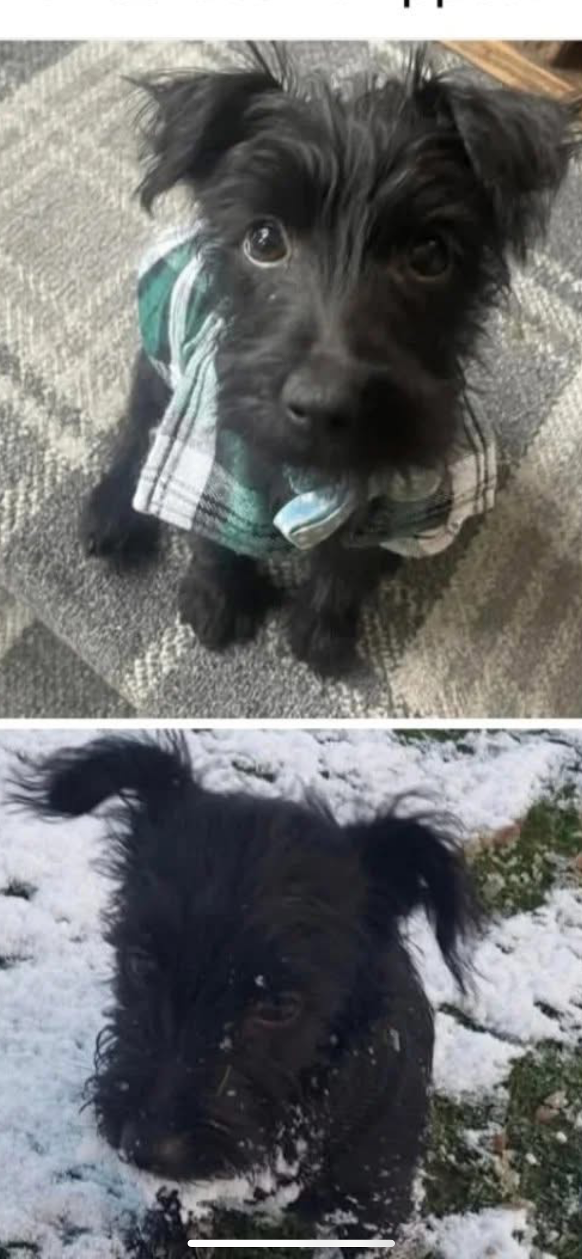 Reggie - Orrell, Wigan