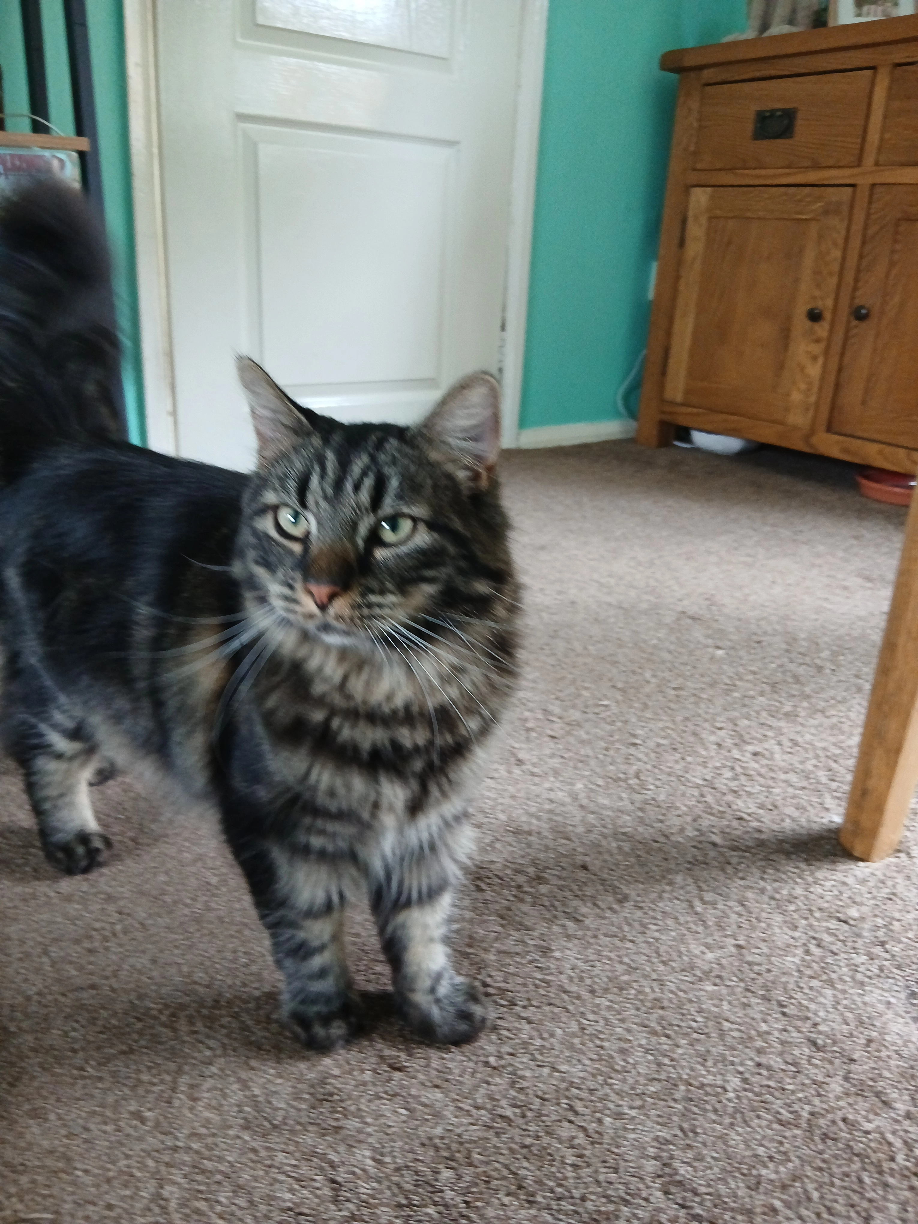 Emil - 8 Kentmere Road, Bolton