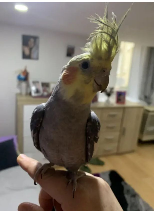 Pityu - Baross Utca, Budapest