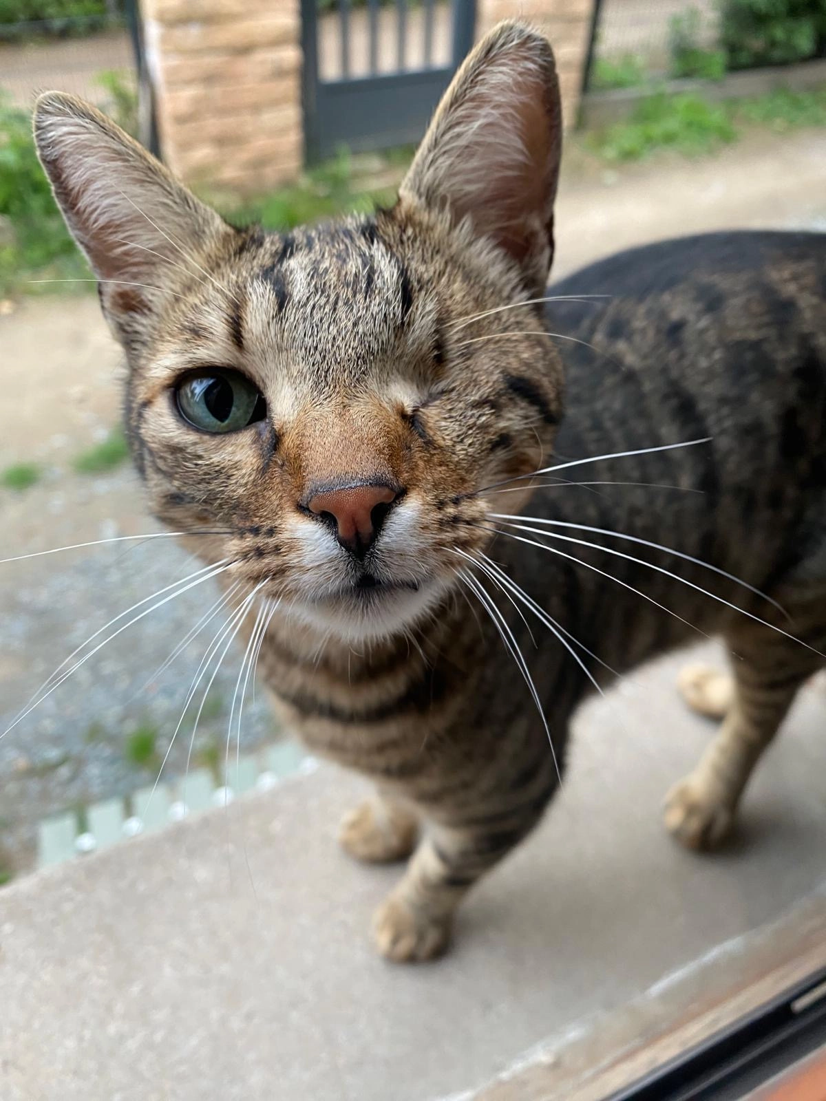 Bobby  - Eberstädter Kirchstraße, Darmstadt
