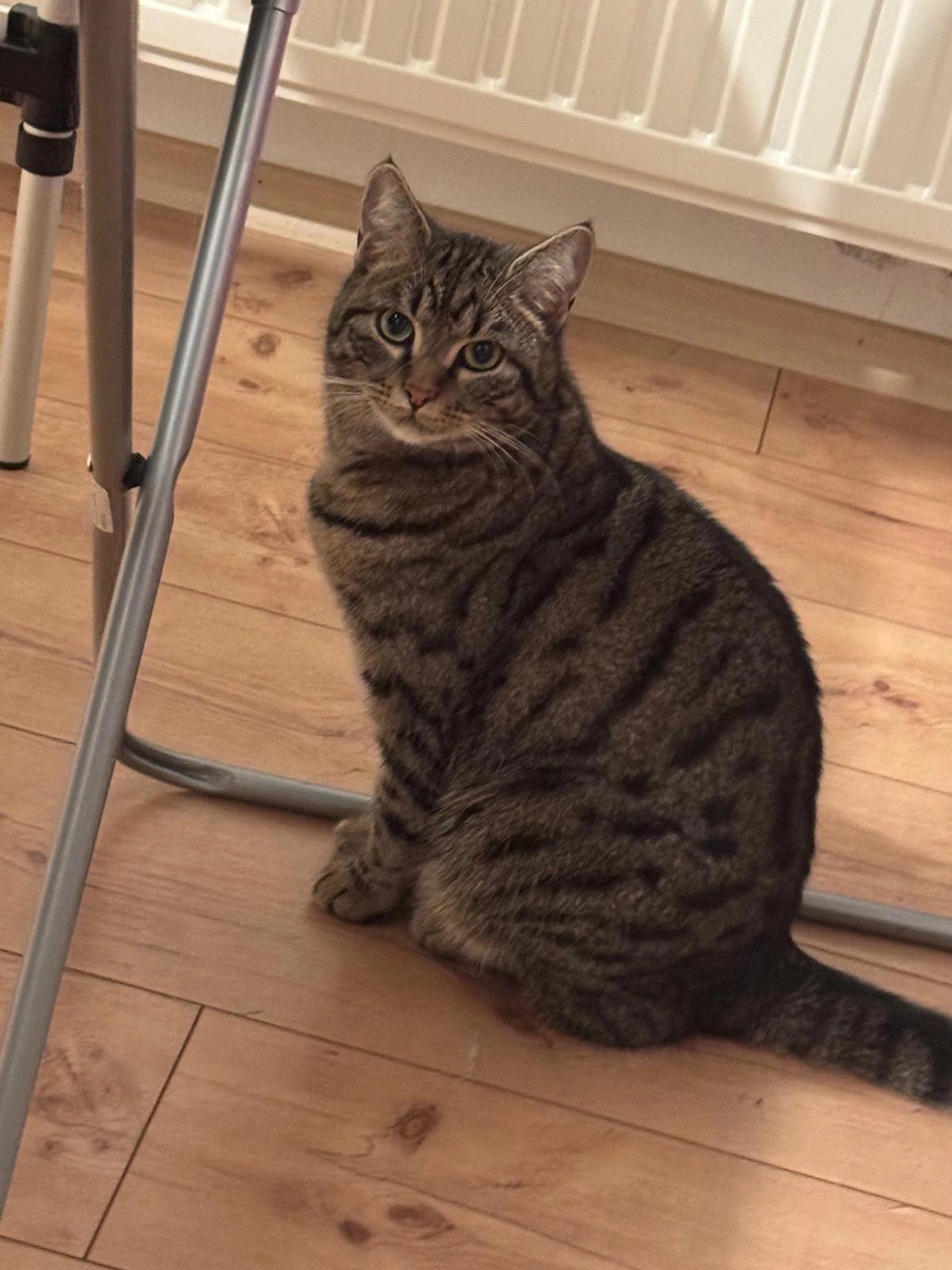 Bella - Erlenstraße, Oberndorf am Neckar