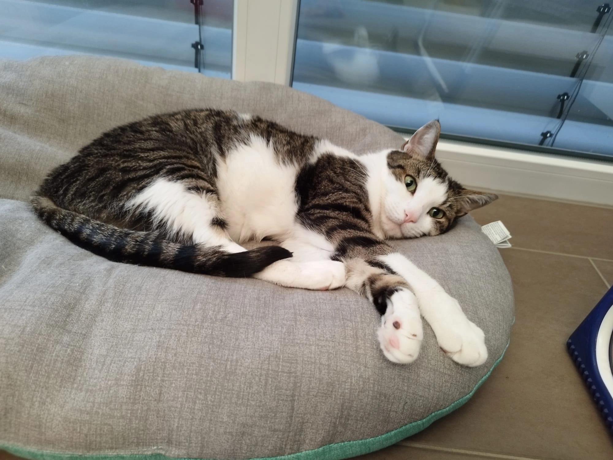 Willi - Wagnerstraße, Mühlheim an der Donau