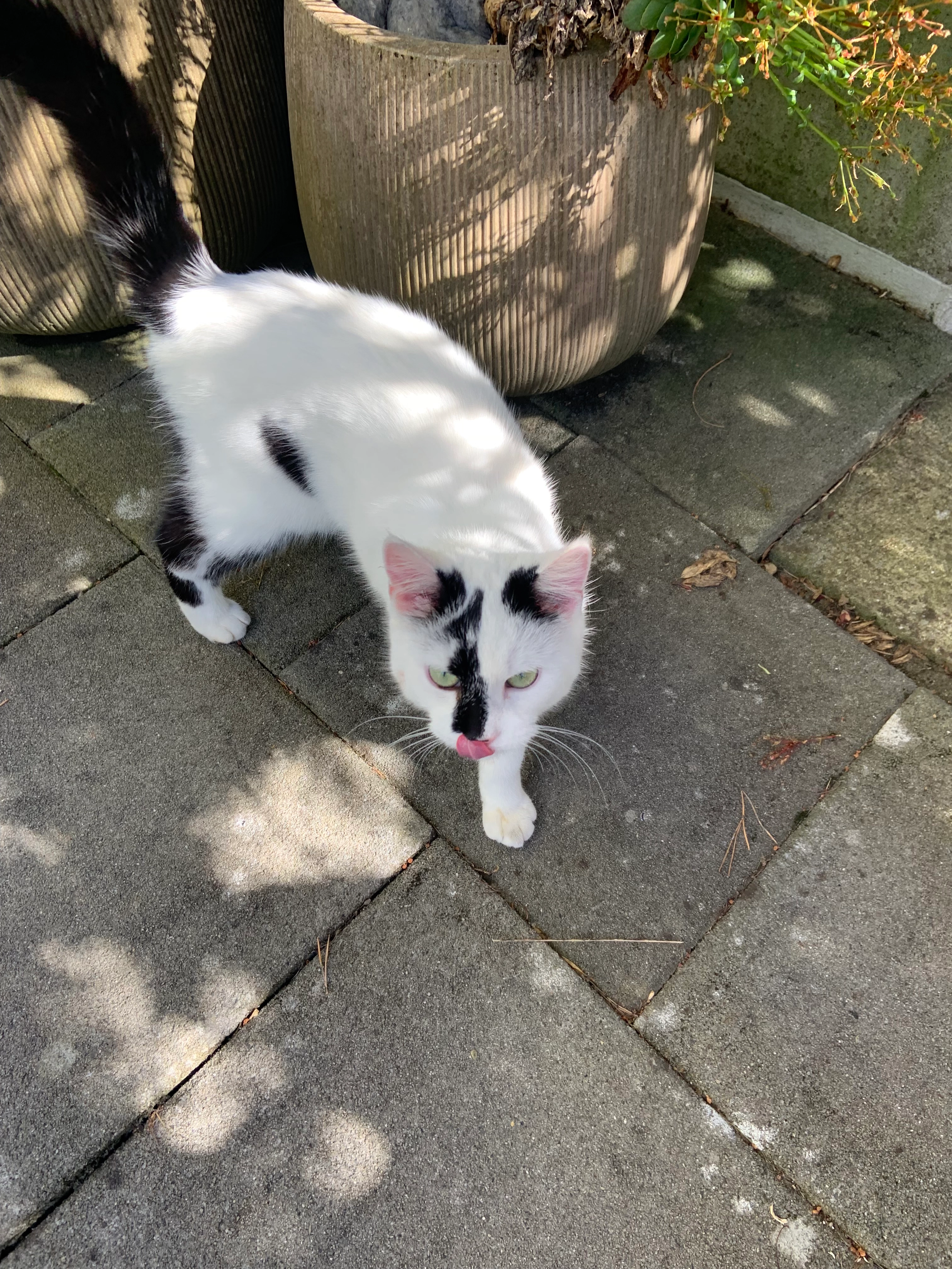 Miki - Vogelacherstrasse, Niederweningen