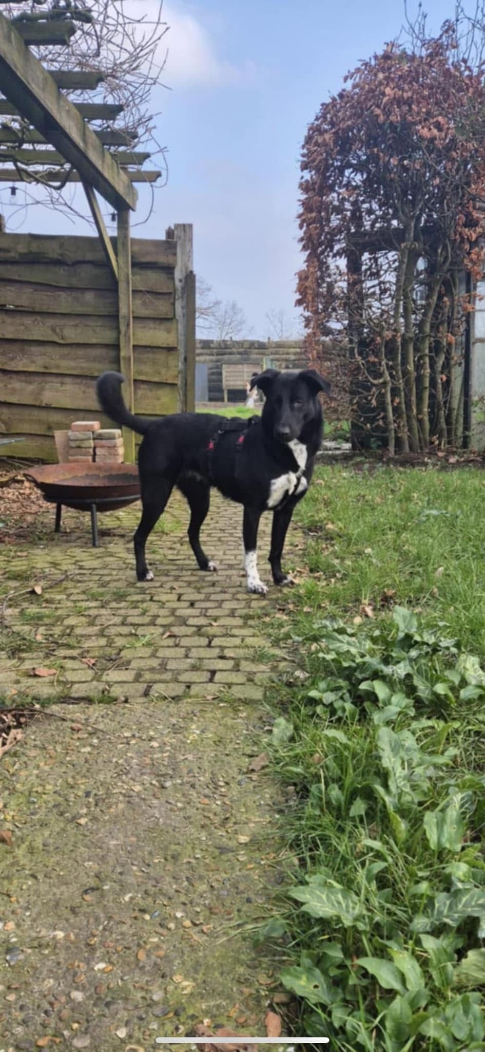 Essa - Acaciastraat, Zedelgem