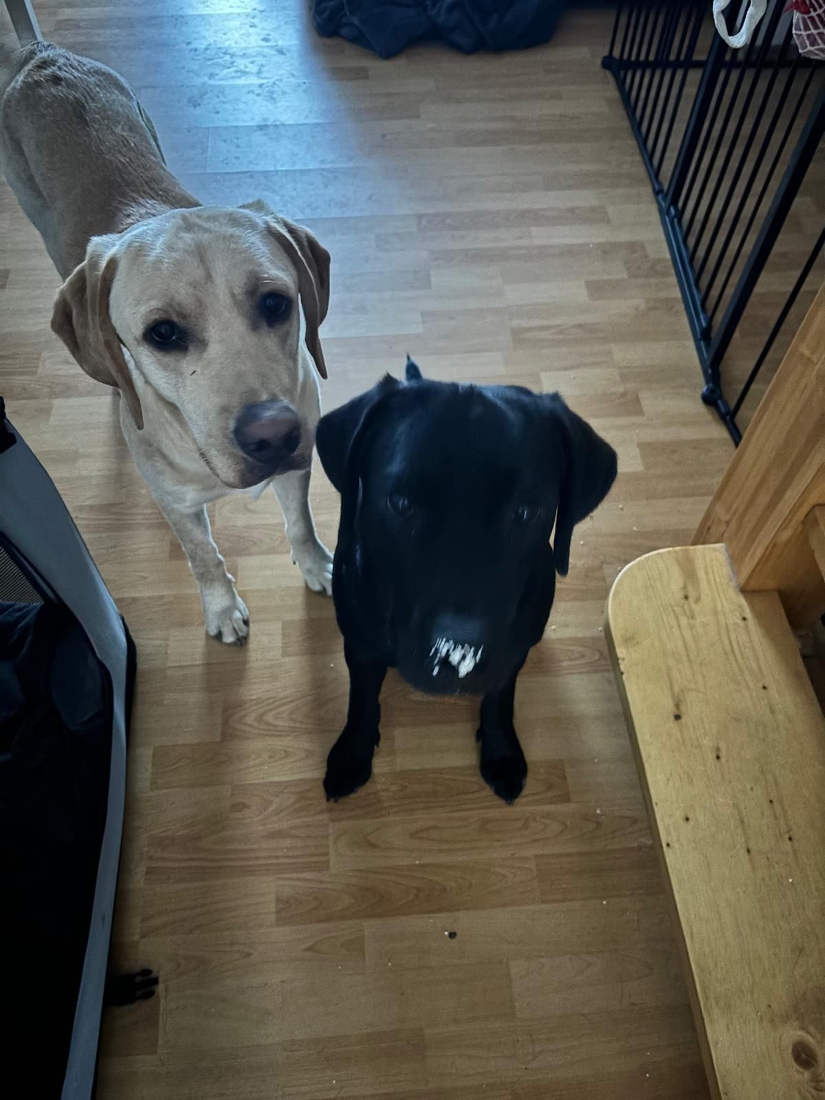 Ben und whisky - Lange Dorfstraße, Zechin