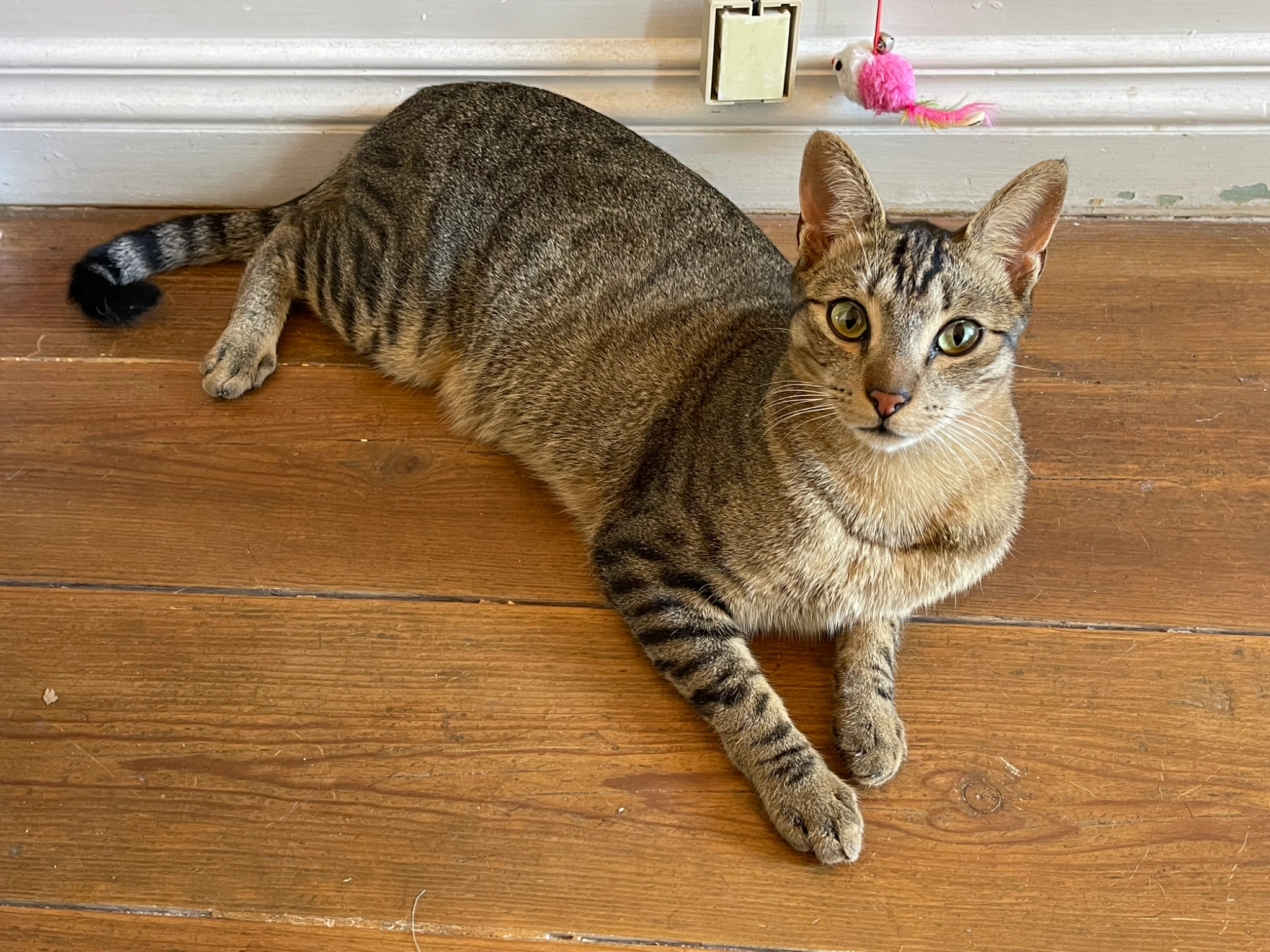 Kiki - Rua João Afonso de Aveiro, Aveiro