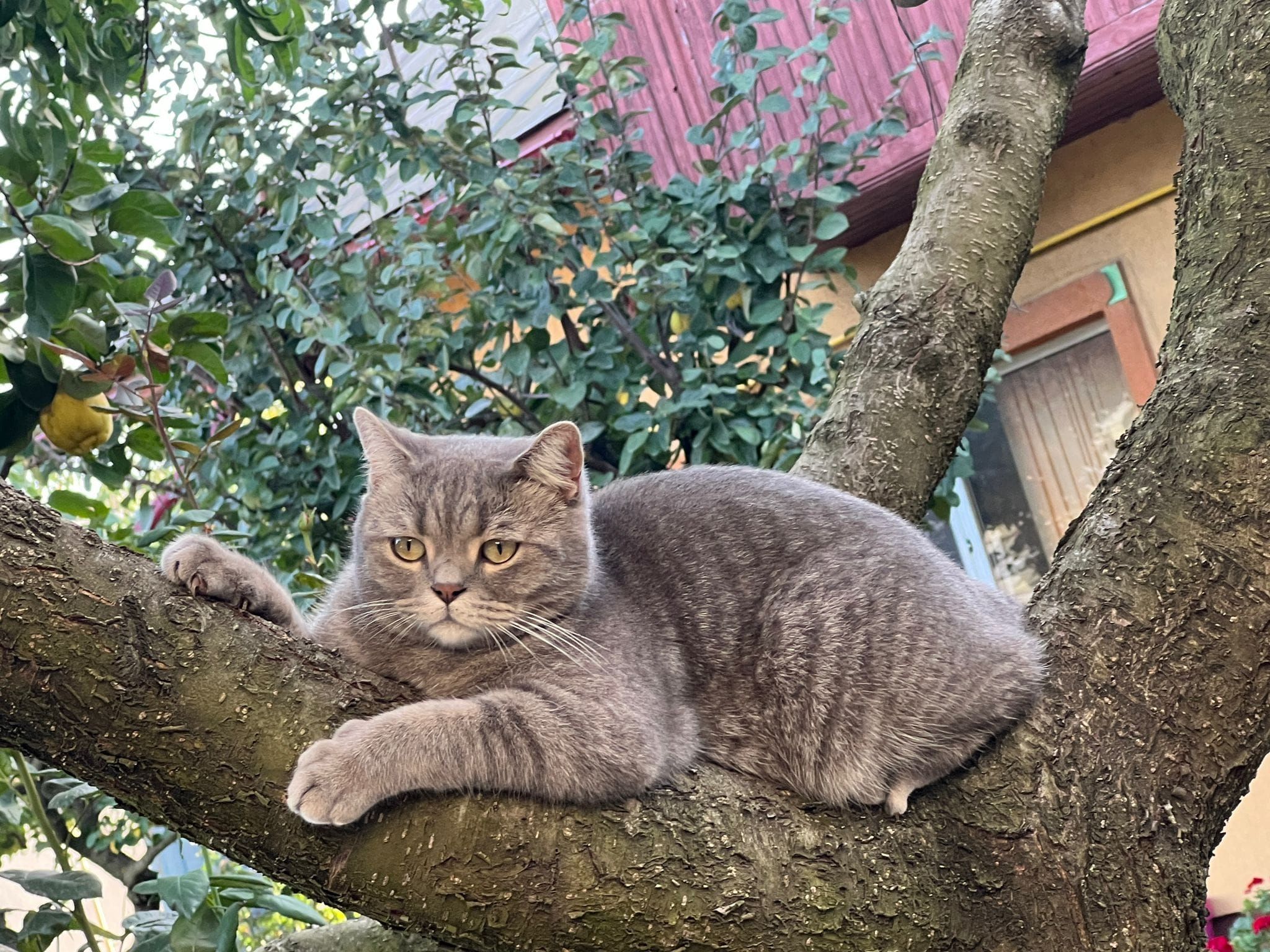 Thomas - Strada Nicolae Grigorescu, Pantelimon