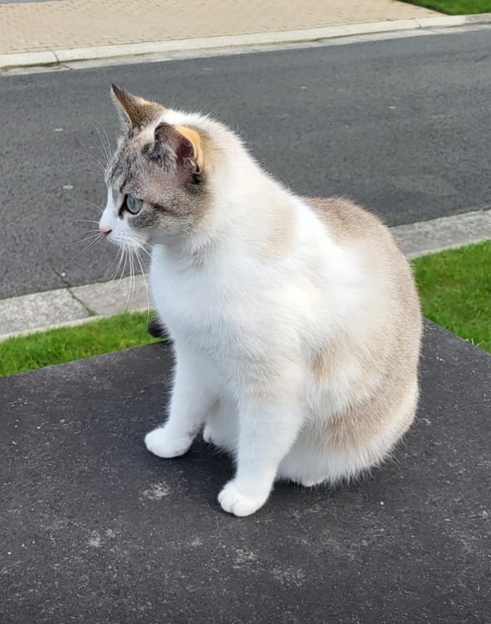 Tinky - Paul Snoekstraat, Middelkerke