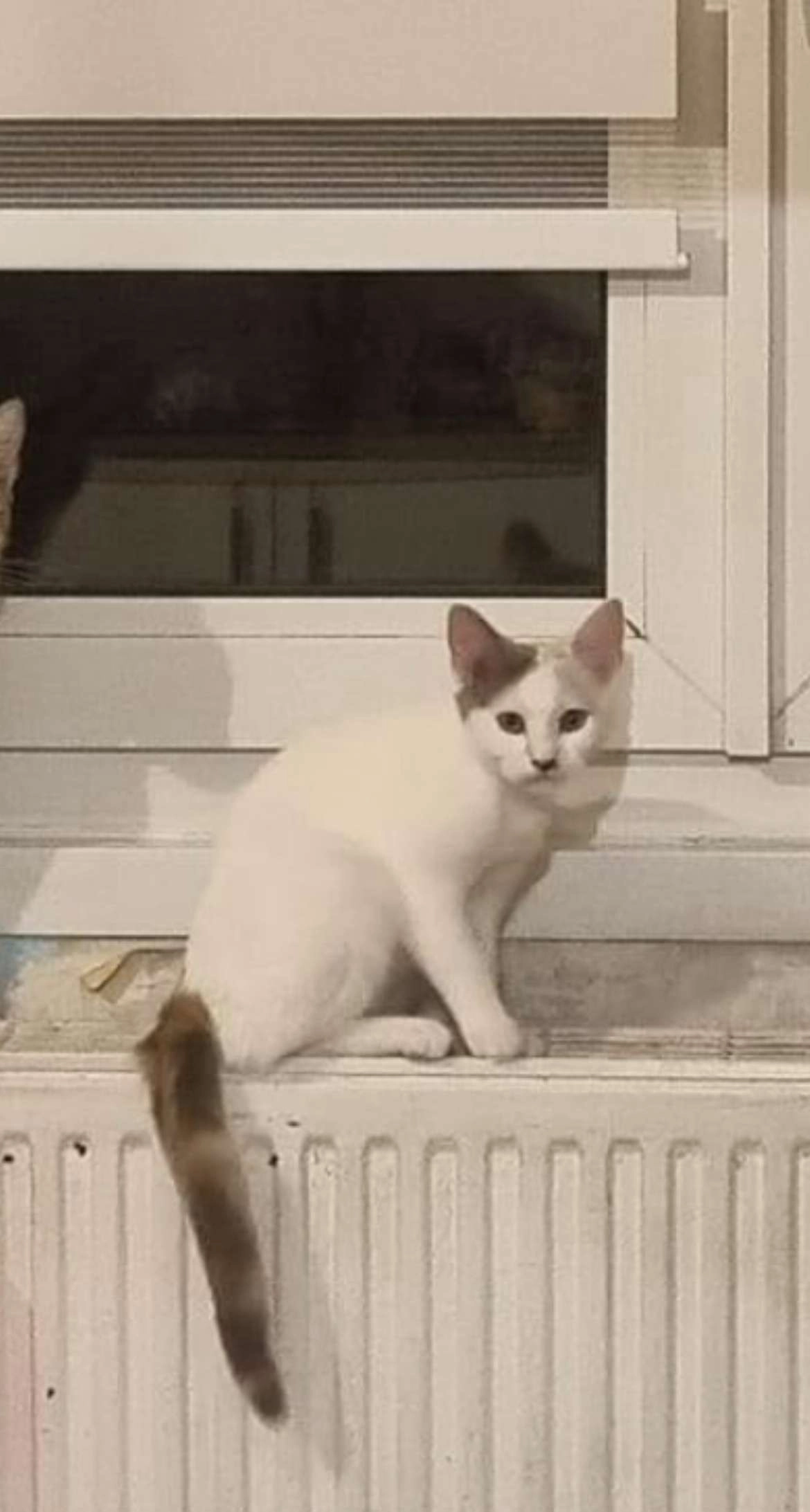 Perle - 140 Rue Pascal, Calais