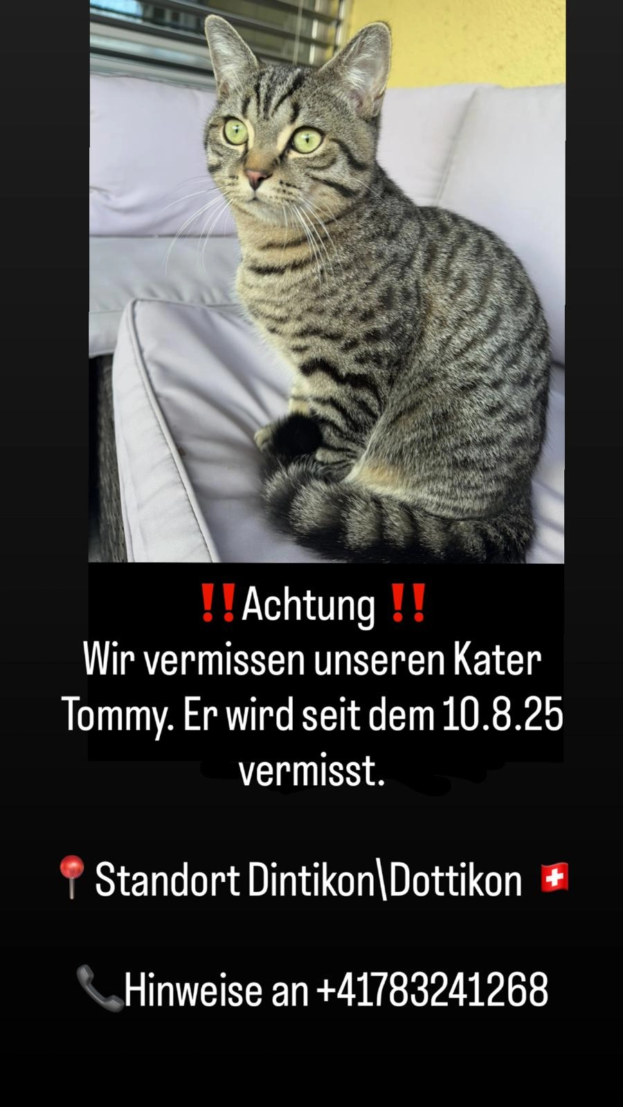 Tommy,y - Feldstrasse 1, Villmergen