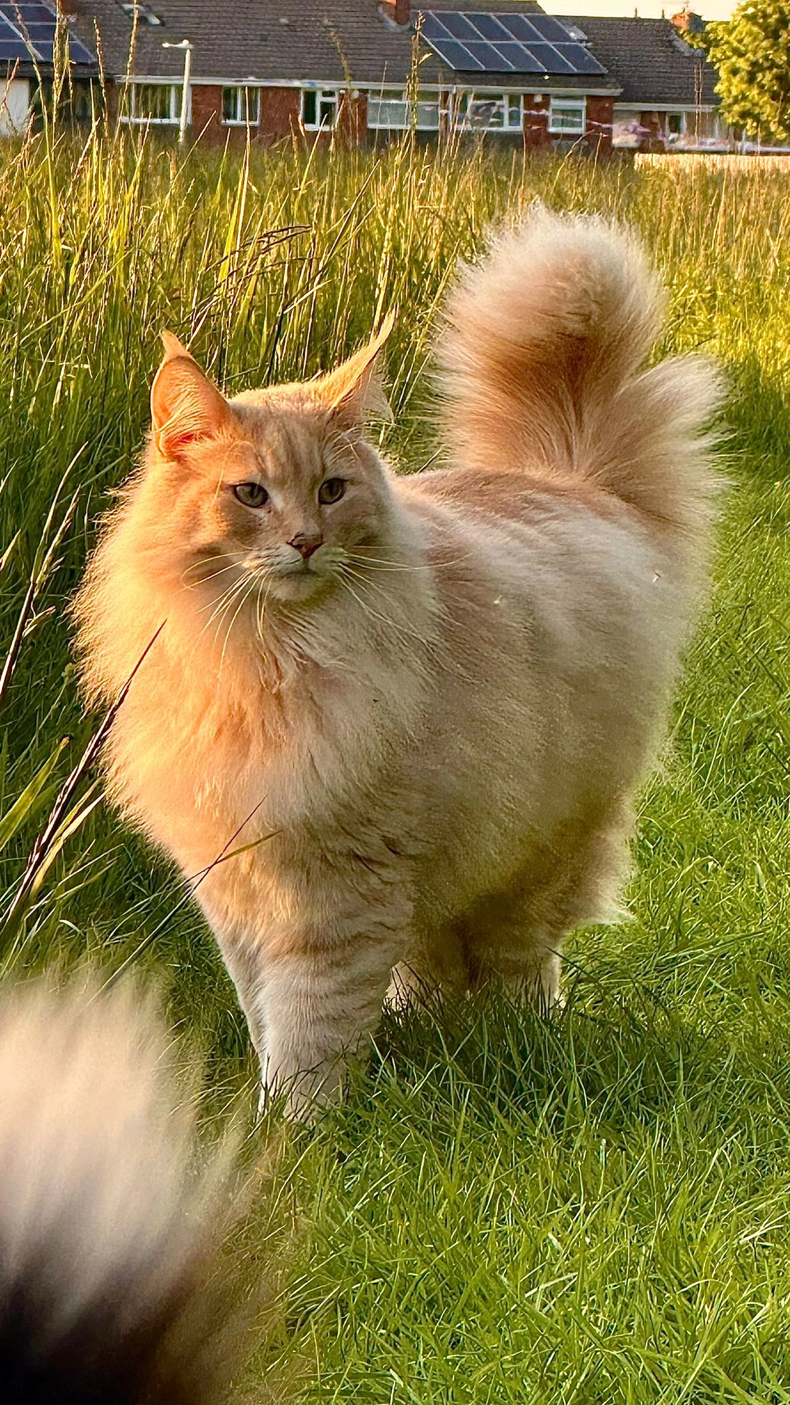 Jura - A391, St Austell