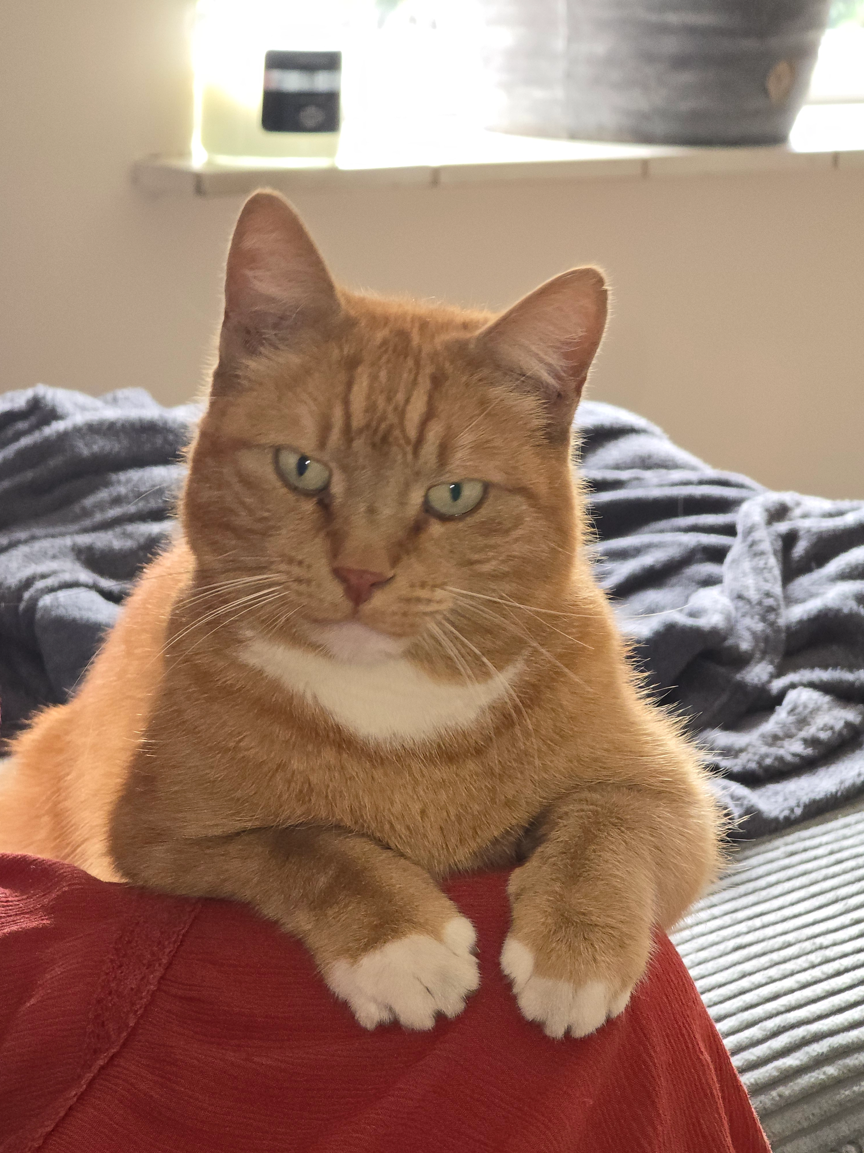 Bram - Bennekomseweg, Renkum