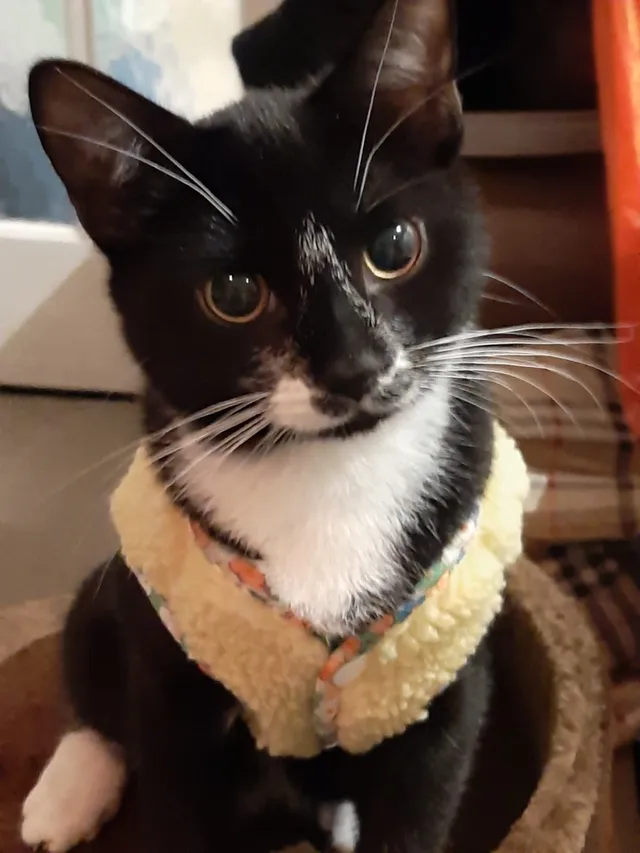Milo - Wyche Grove, South Croydon