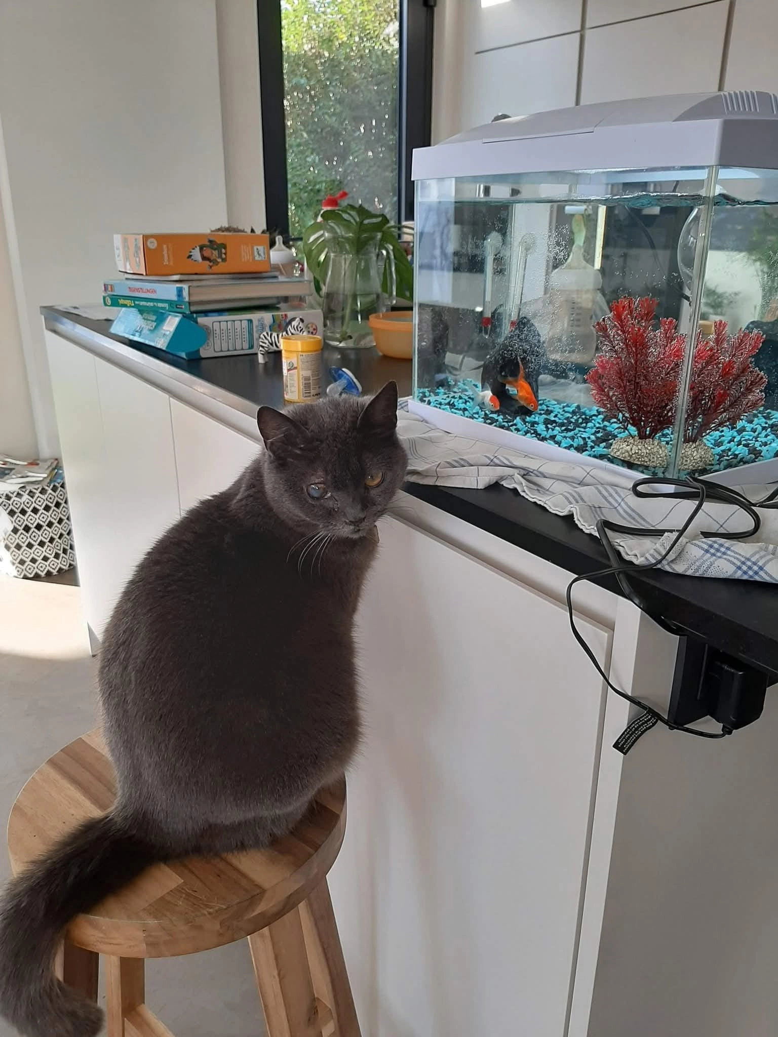 Stella - Turflaan - Wolfsputten, Dilbeek