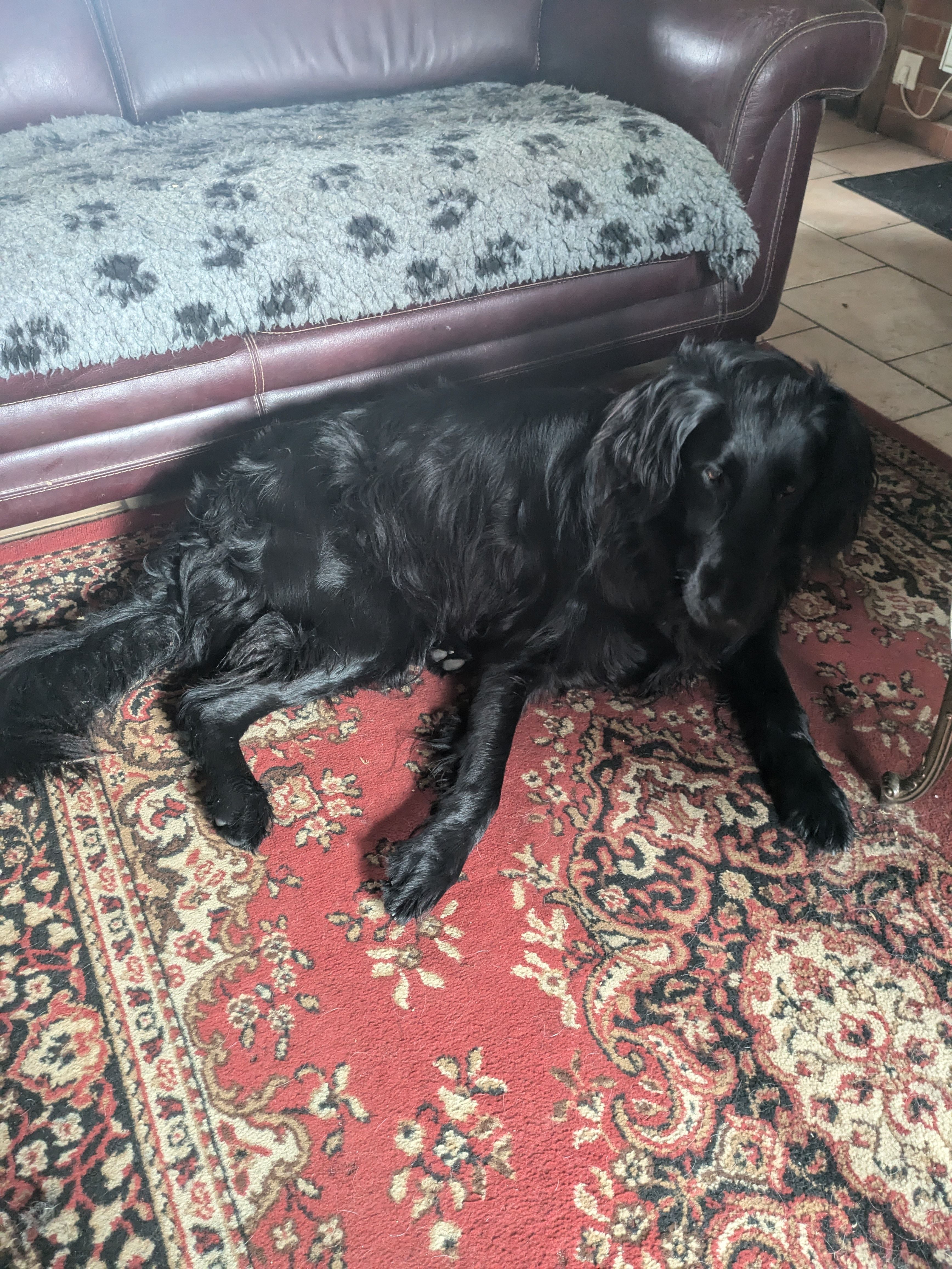 Suzy - Impasse Du Launay, Courtonne-les-Deux-Églises