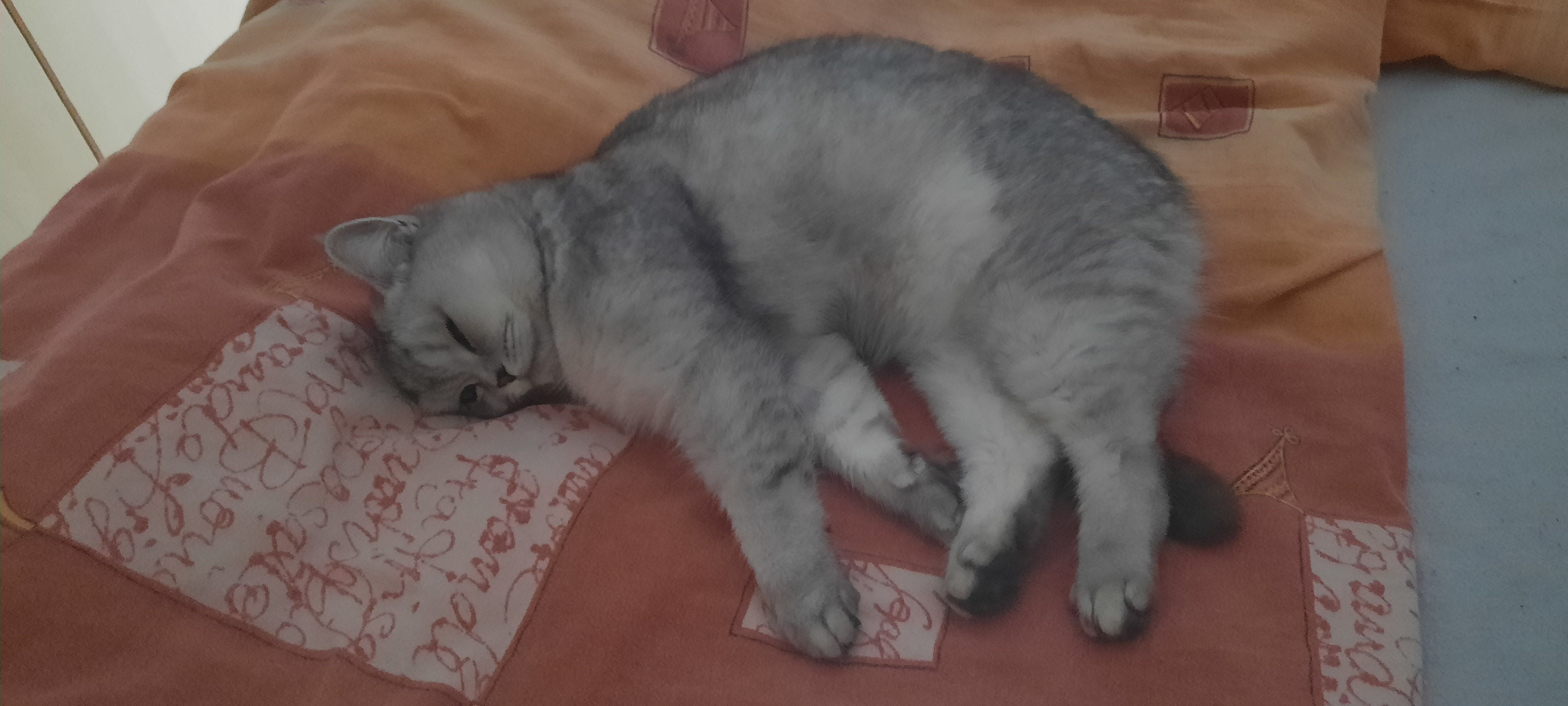 Luisa - Immanuel-Kant-Straße, Forst