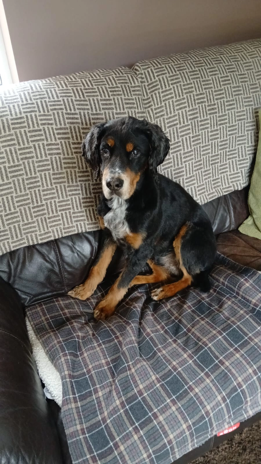 Smartie  - Ullswater Way, Penrith