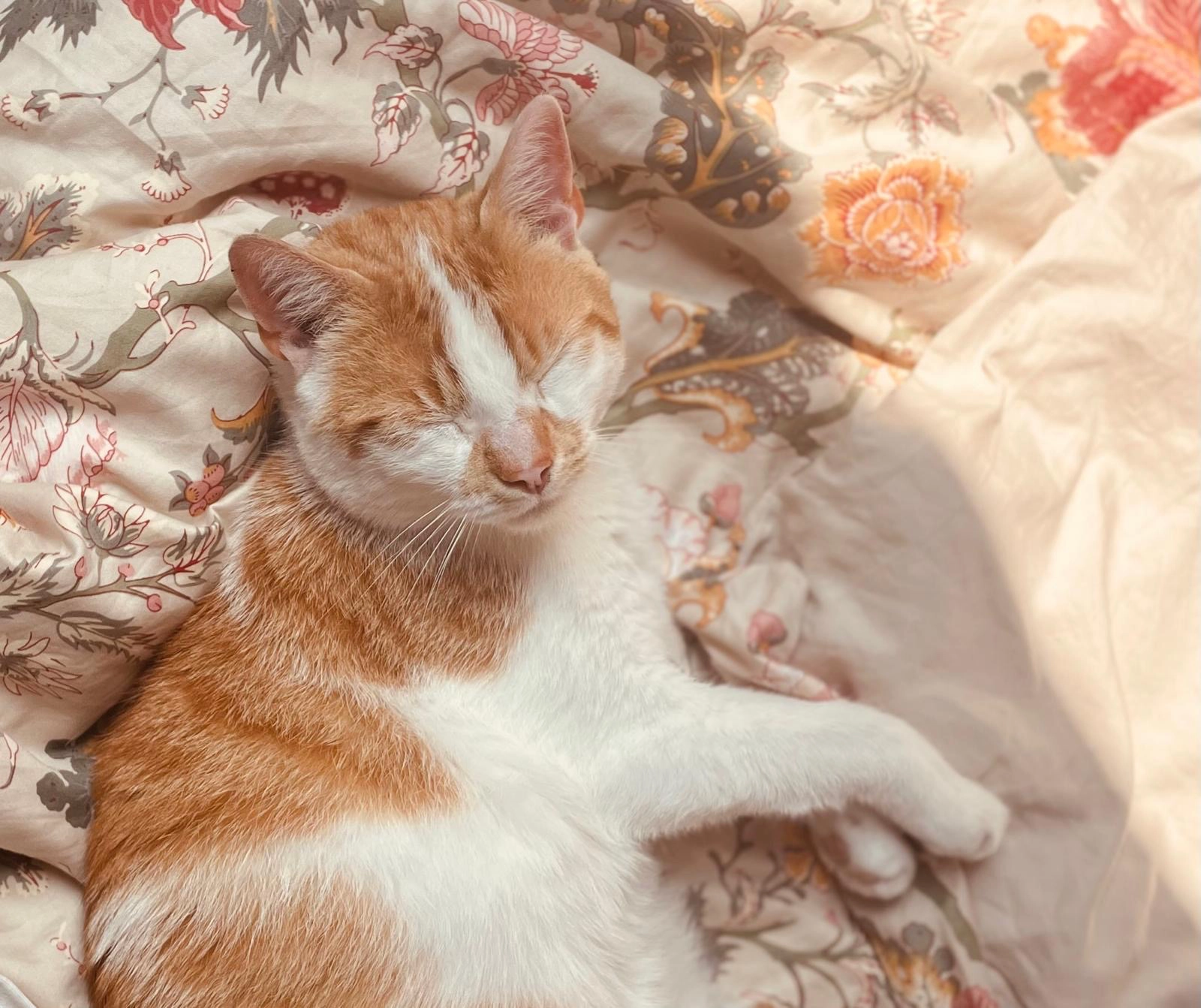 Wataru - Turnhoutsebaan 276, Schilde