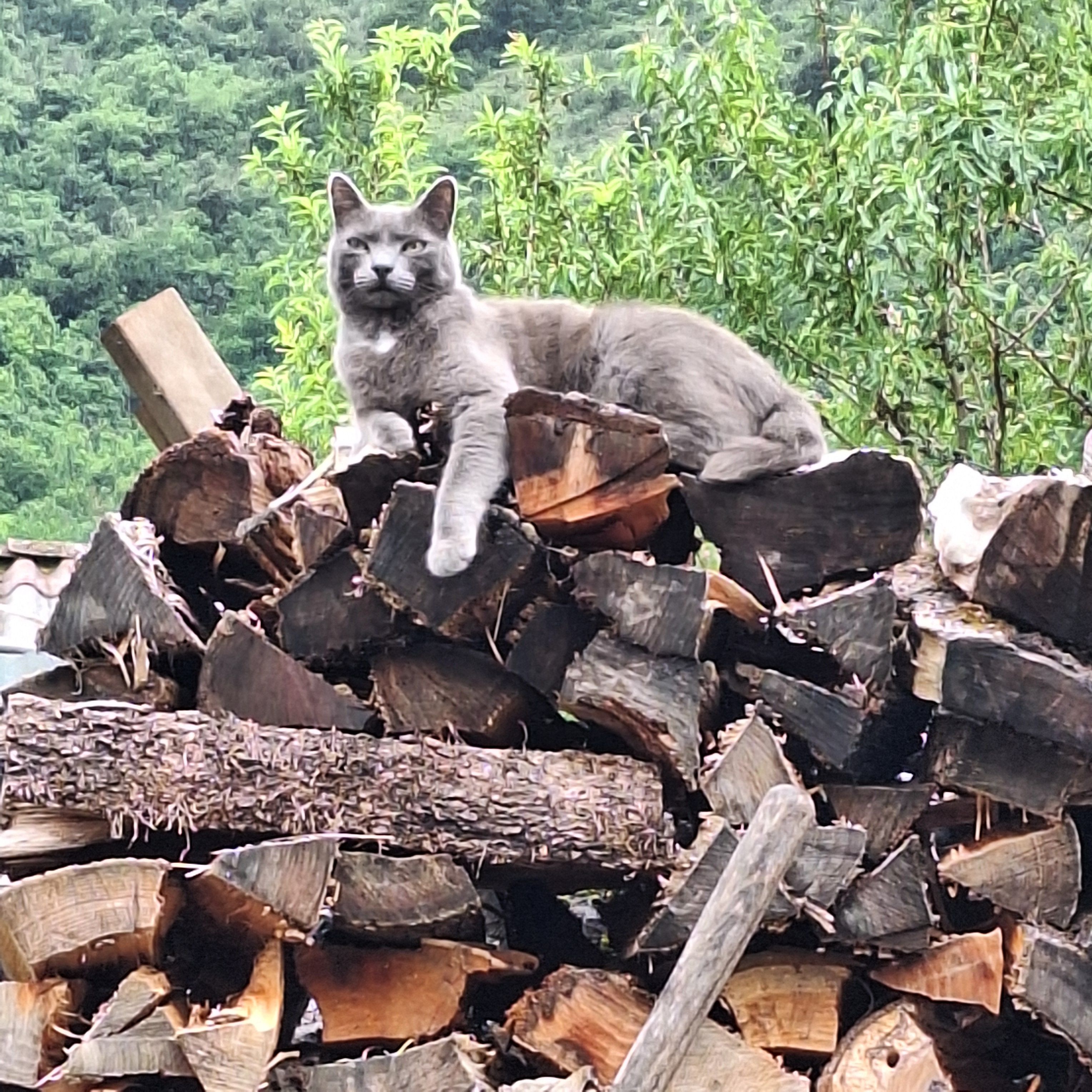 Iggy - 14 Rue Aimé Molinie, Foix