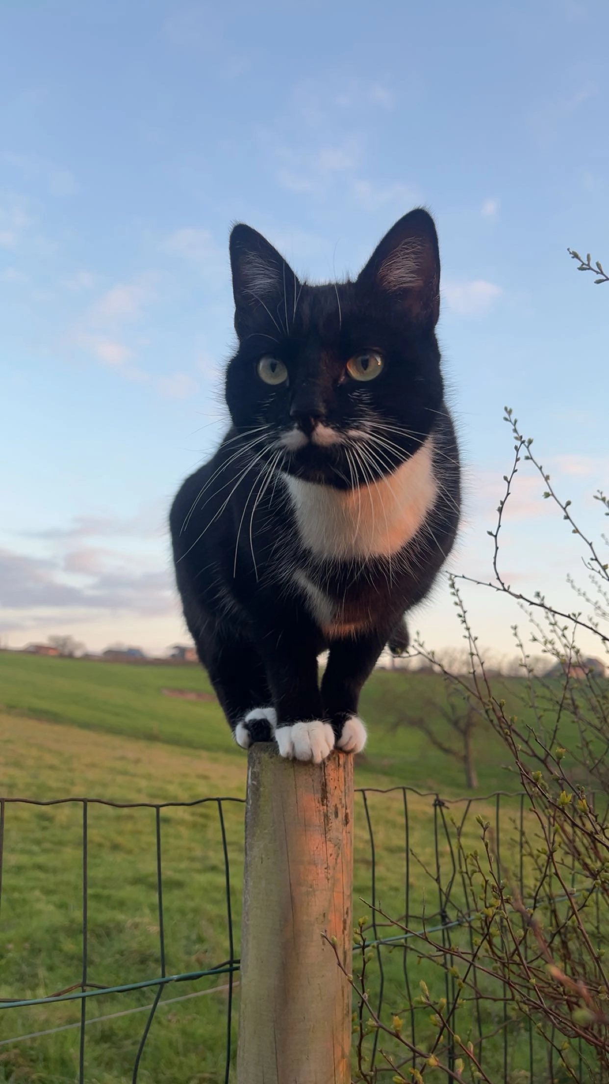 Tequila  - Impasse des Meillerots, Saint-Étienne-de-Vicq