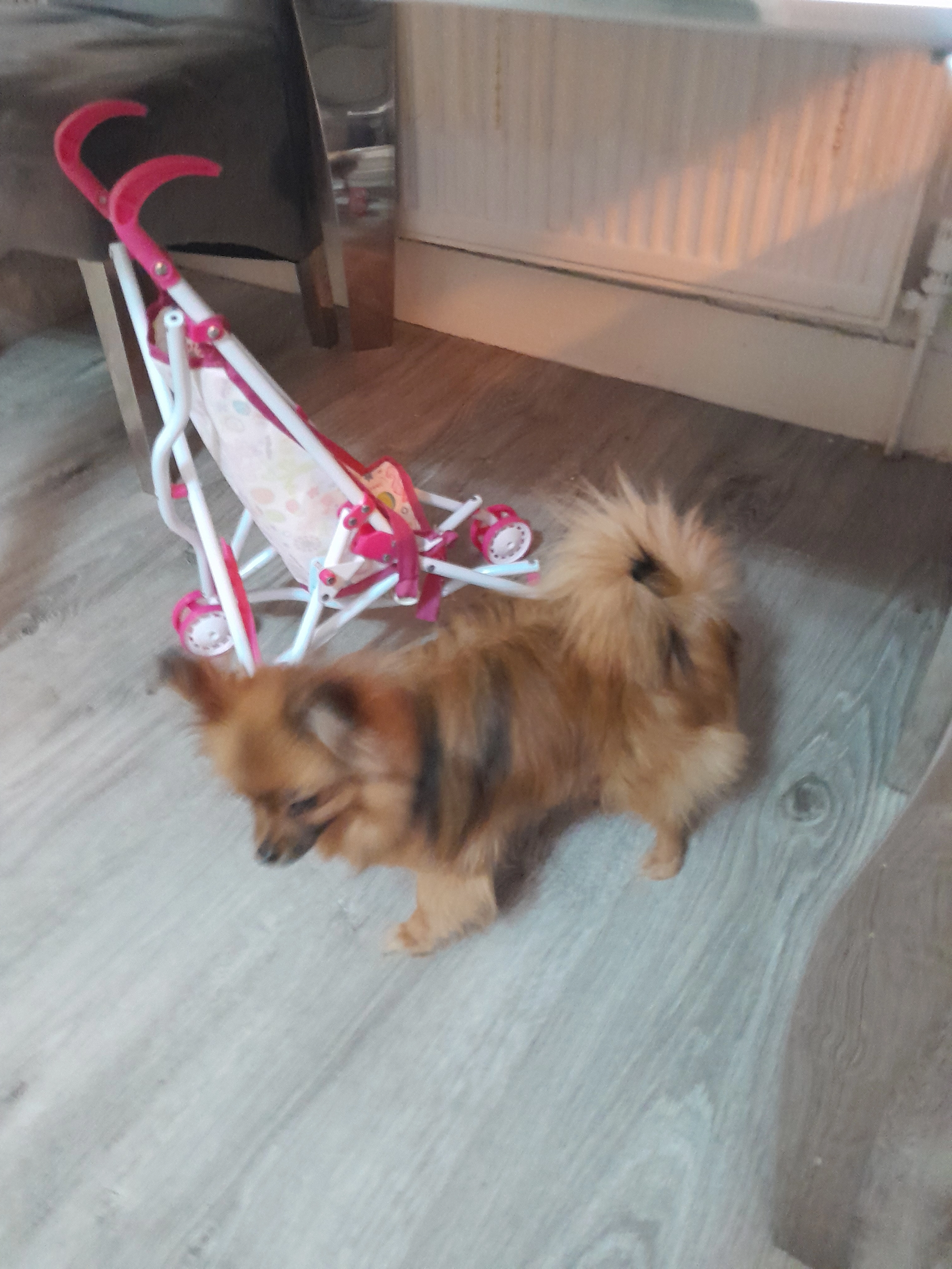 Bella - Harlesden Gardens, London