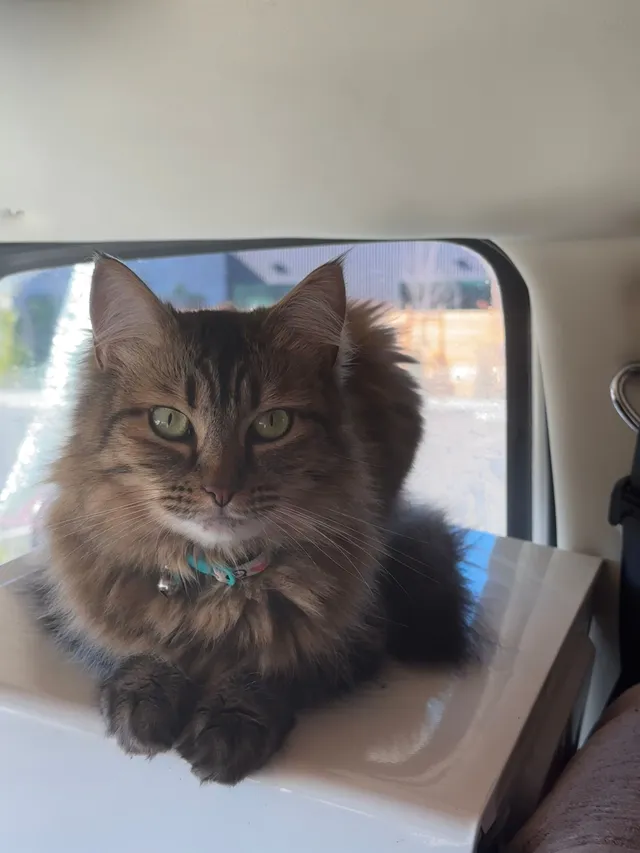 Boots - Broderick Way, Mountain View