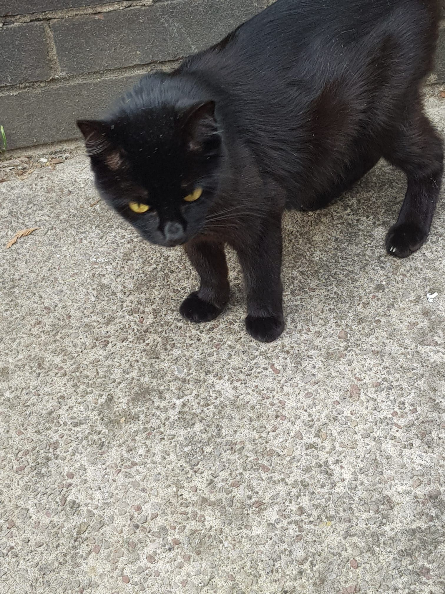 Lucky - Bramble Close, Cardiff
