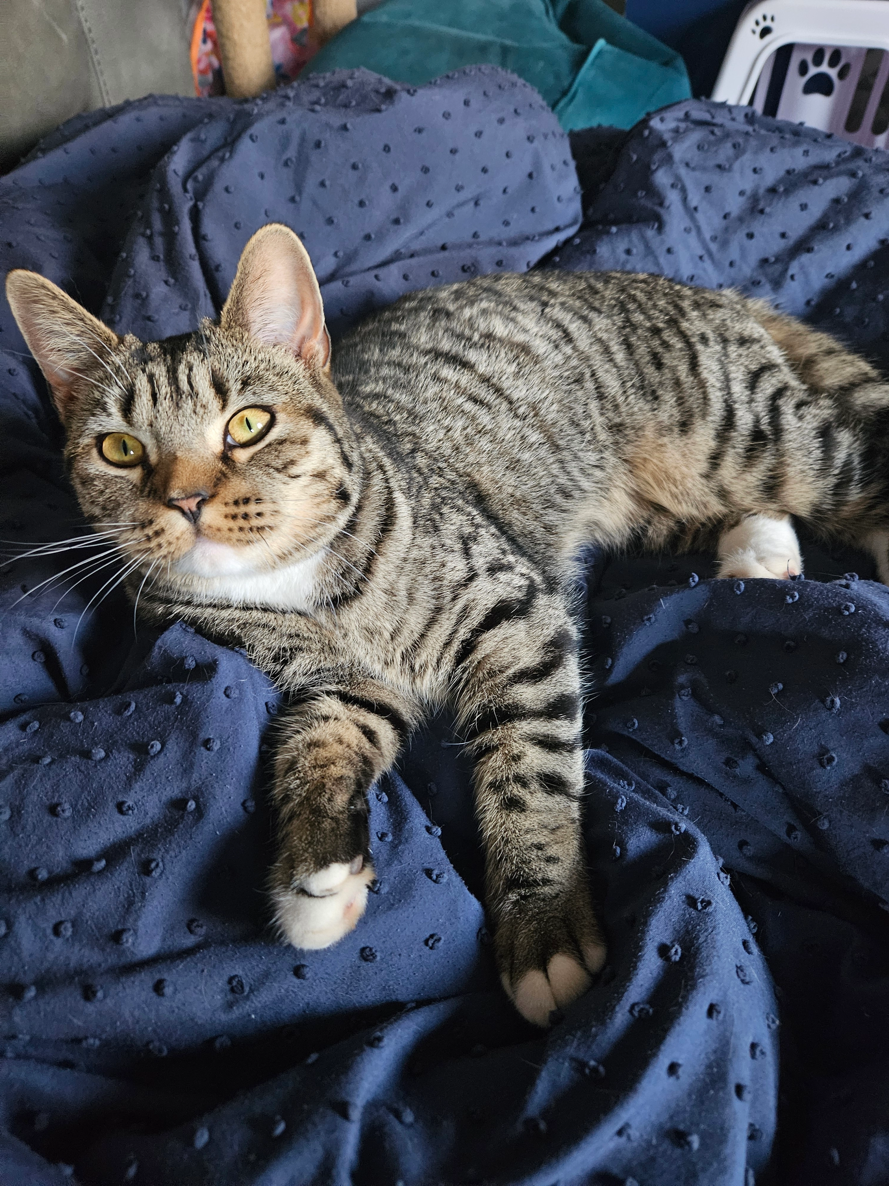 Belle - Swaledale Road, Hereford