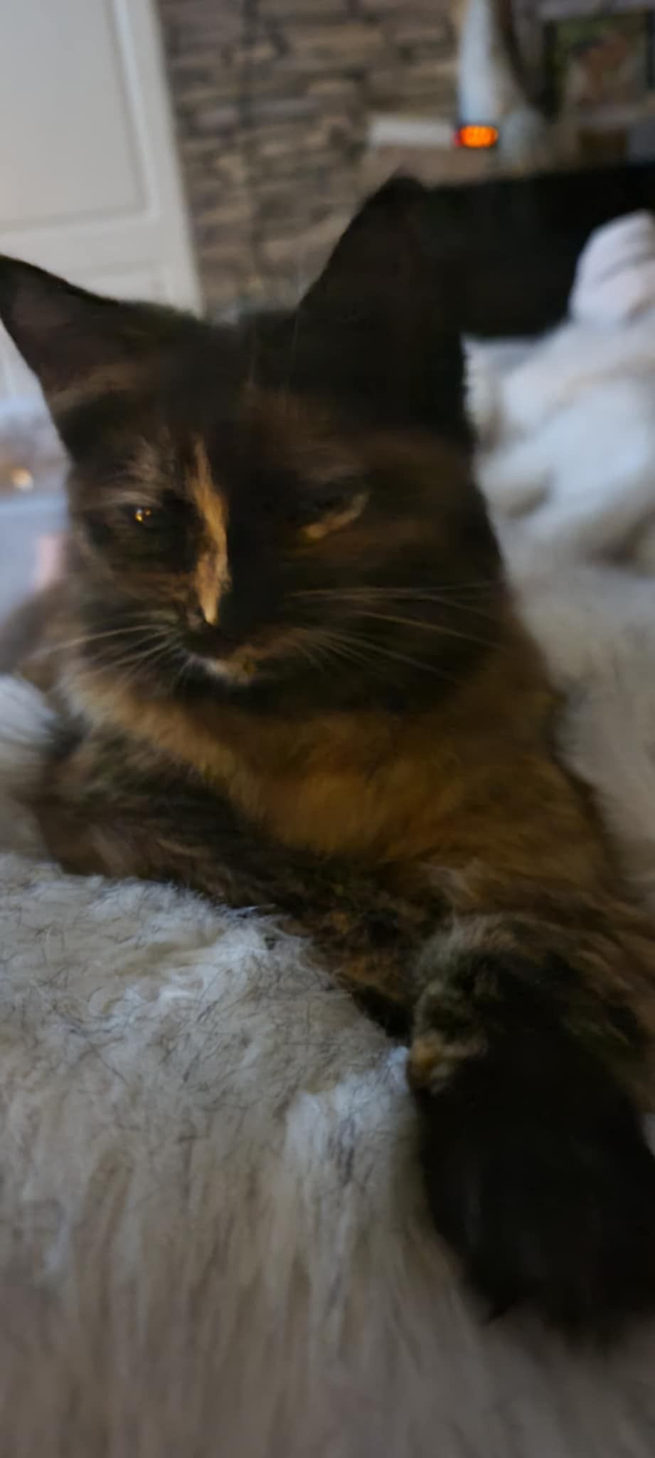 Siska/sowa - Saint Austells Close, Hull