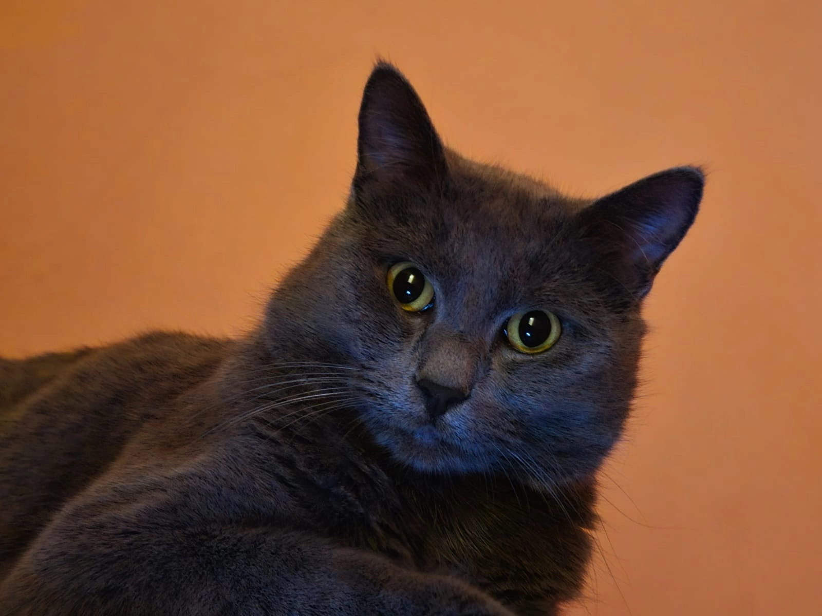 Achile - Place Verte, Spa